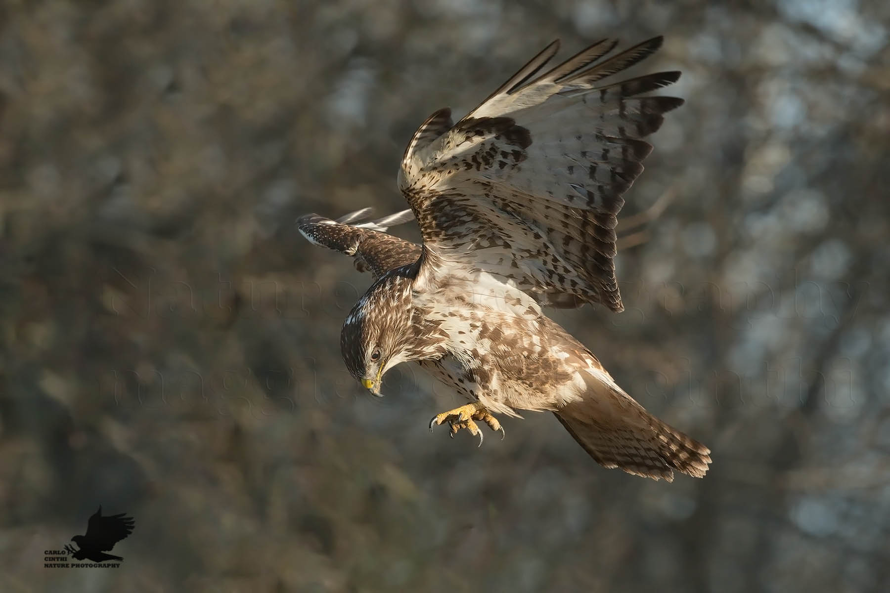 Buzzard