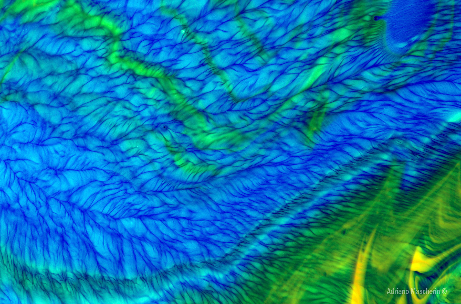 Campi elettromanetici nella grande nube