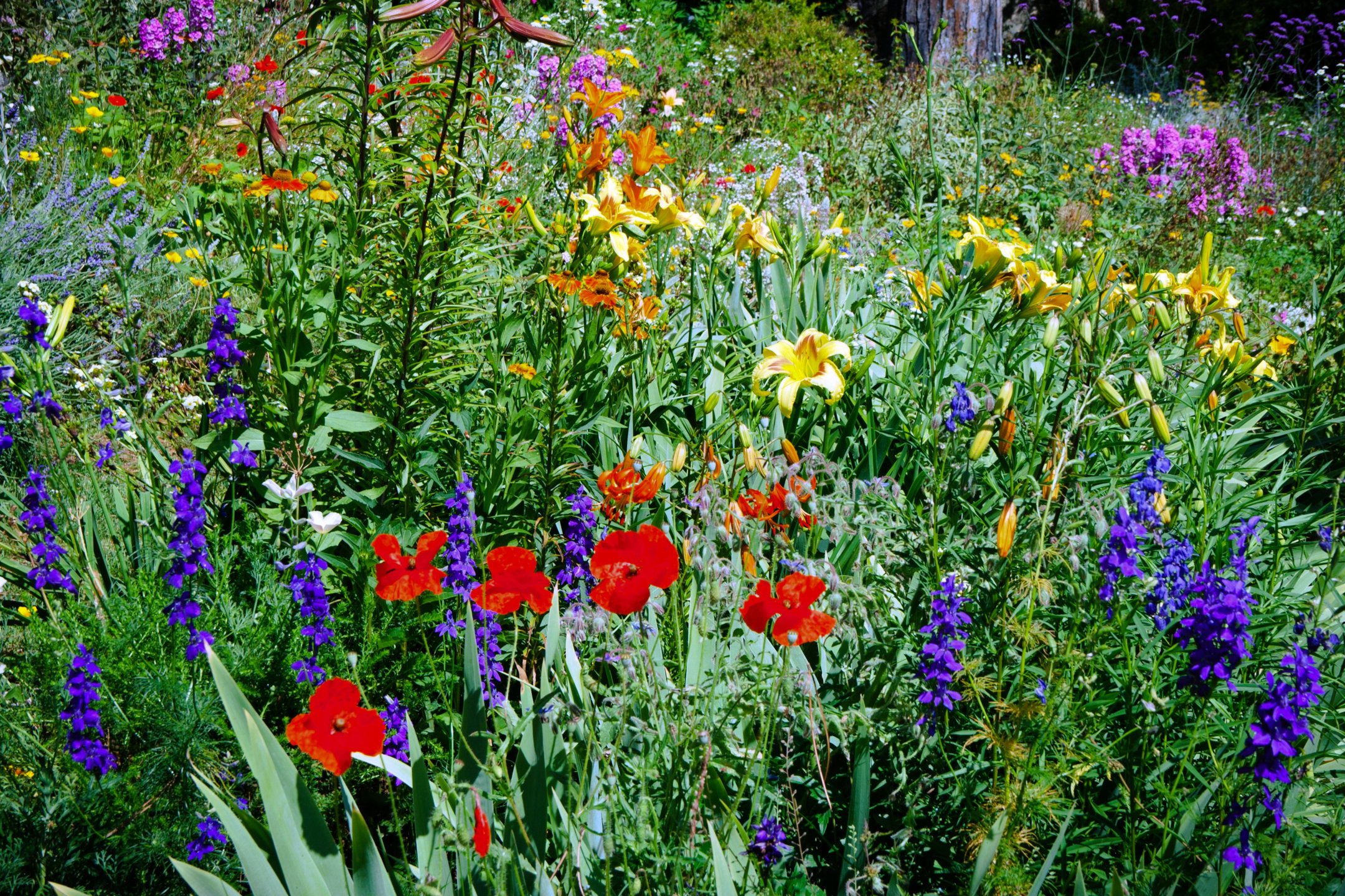 giardino profumato e colorato