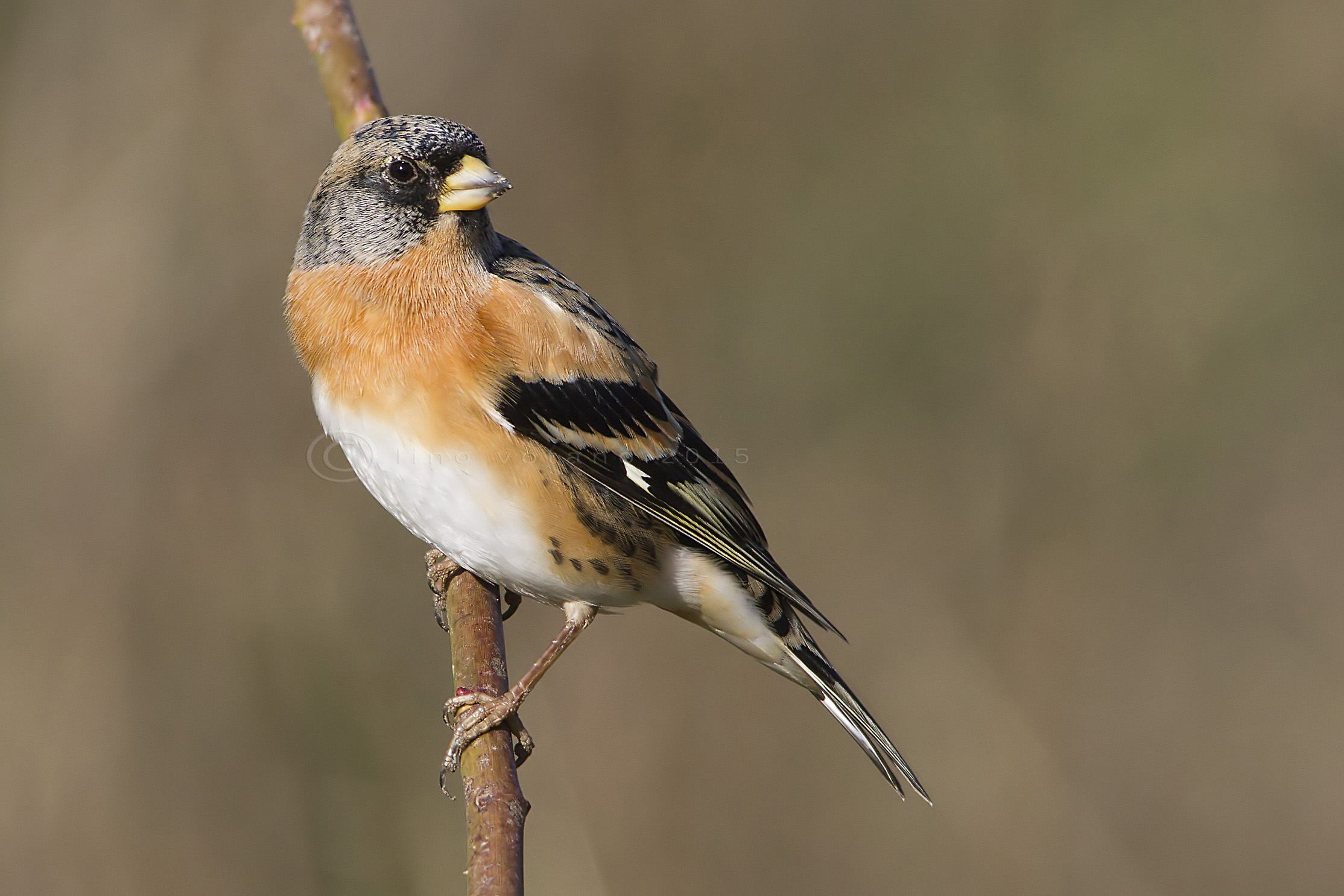 Peppola ( Fringilla montifringilla)