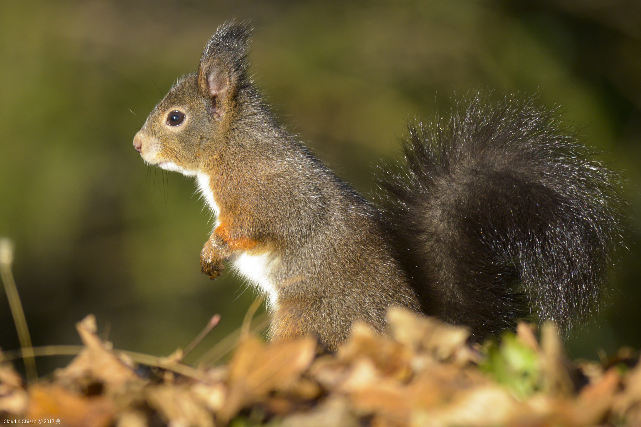 Red squirrel