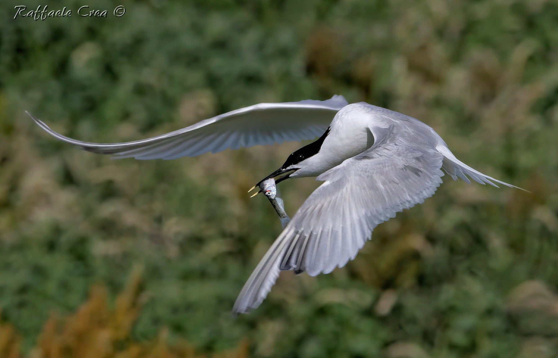 Sandwich Tern