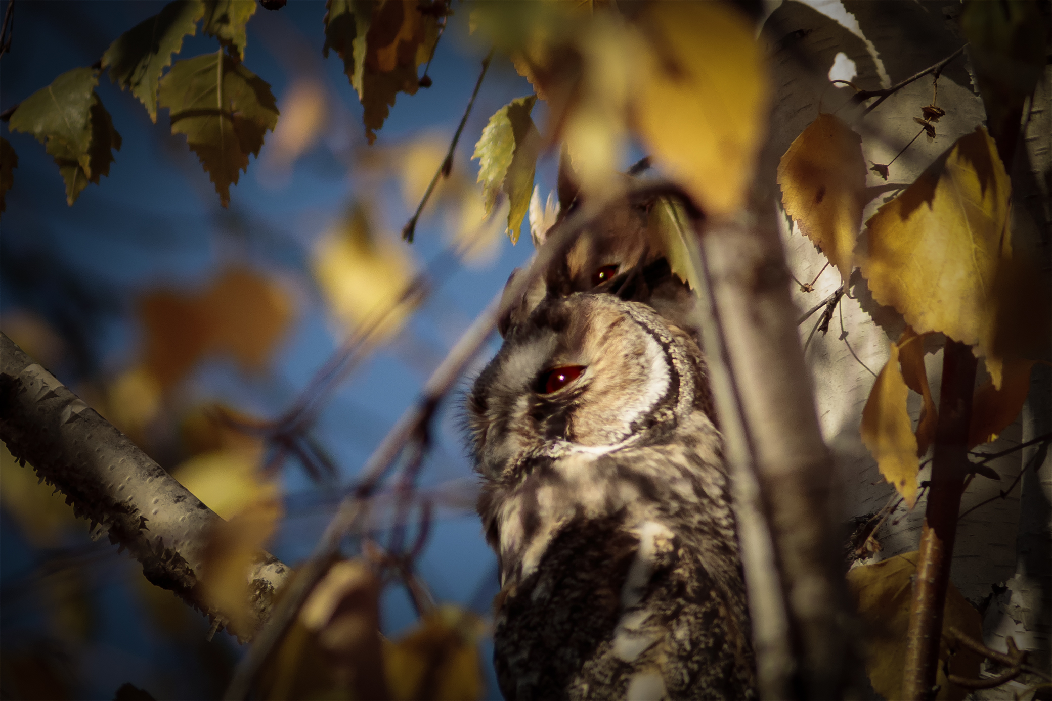 Gufi sonnolenti tra i rami