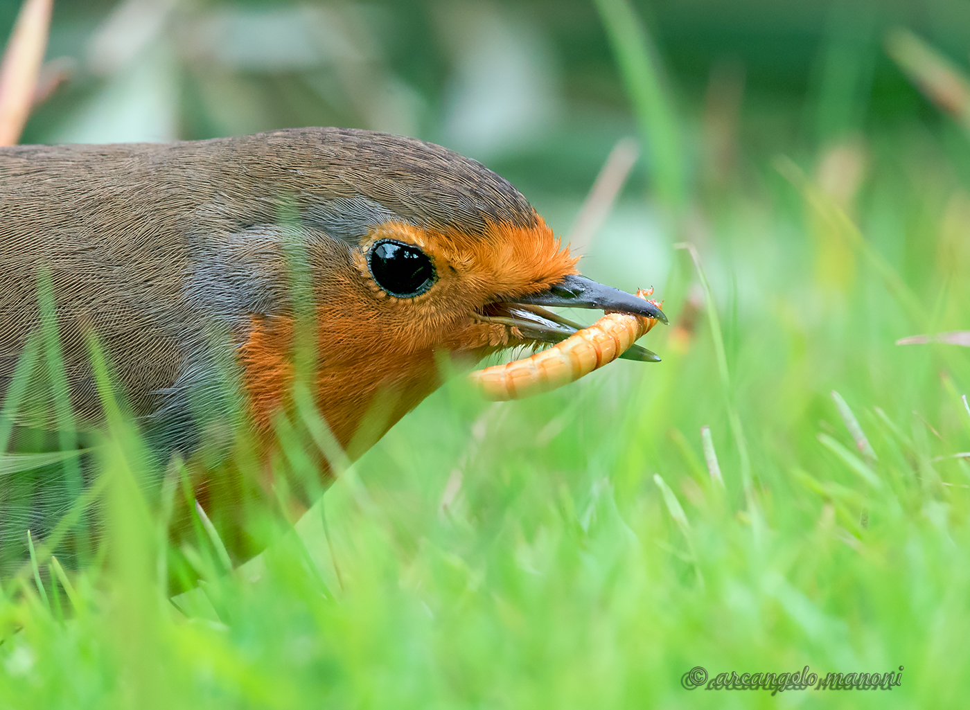 The red-haired red-haired