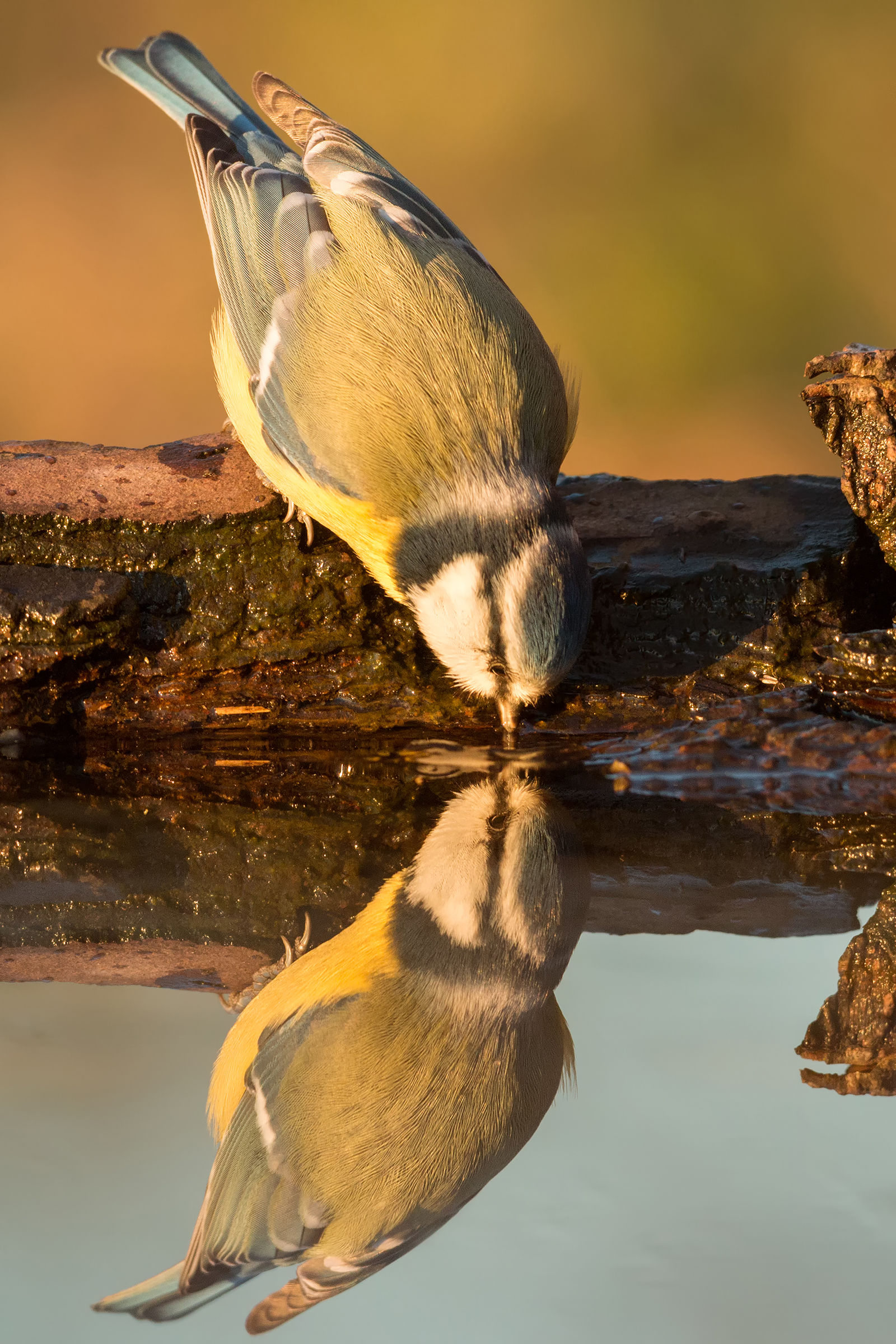 the kiss of the evening