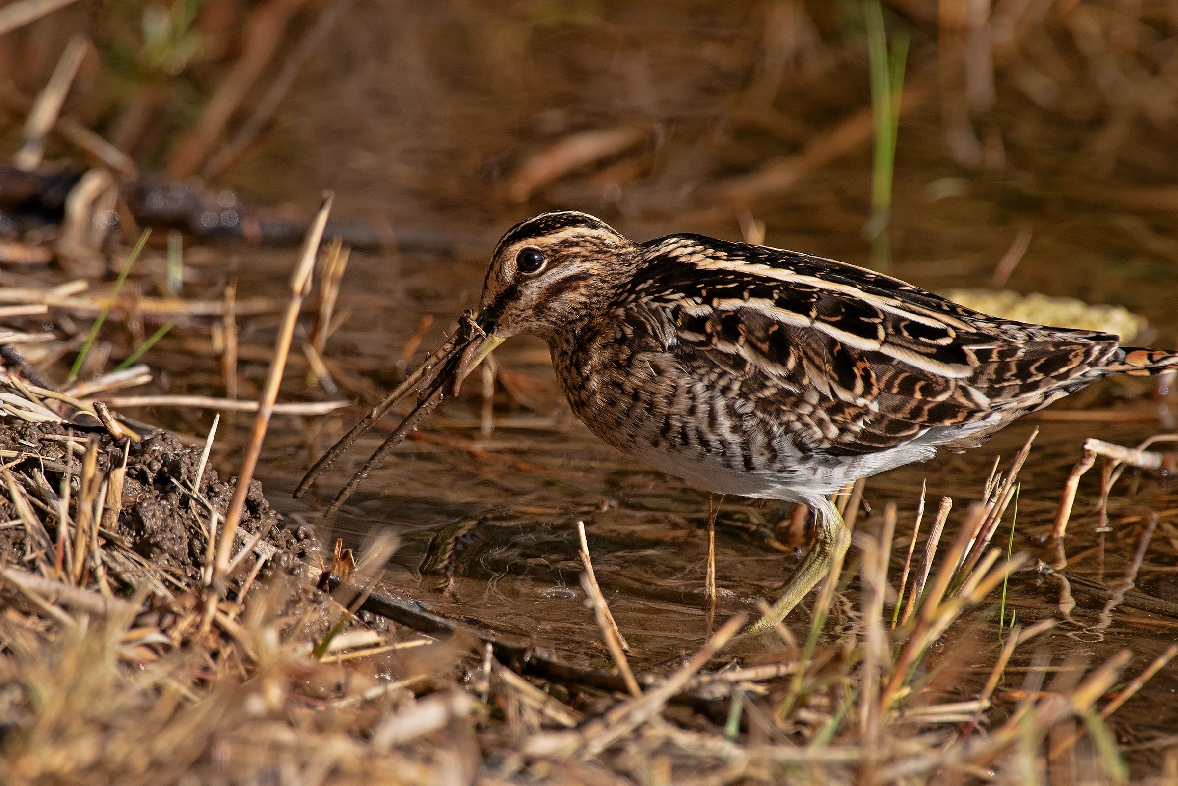 Beccaccino...gnam-gnam