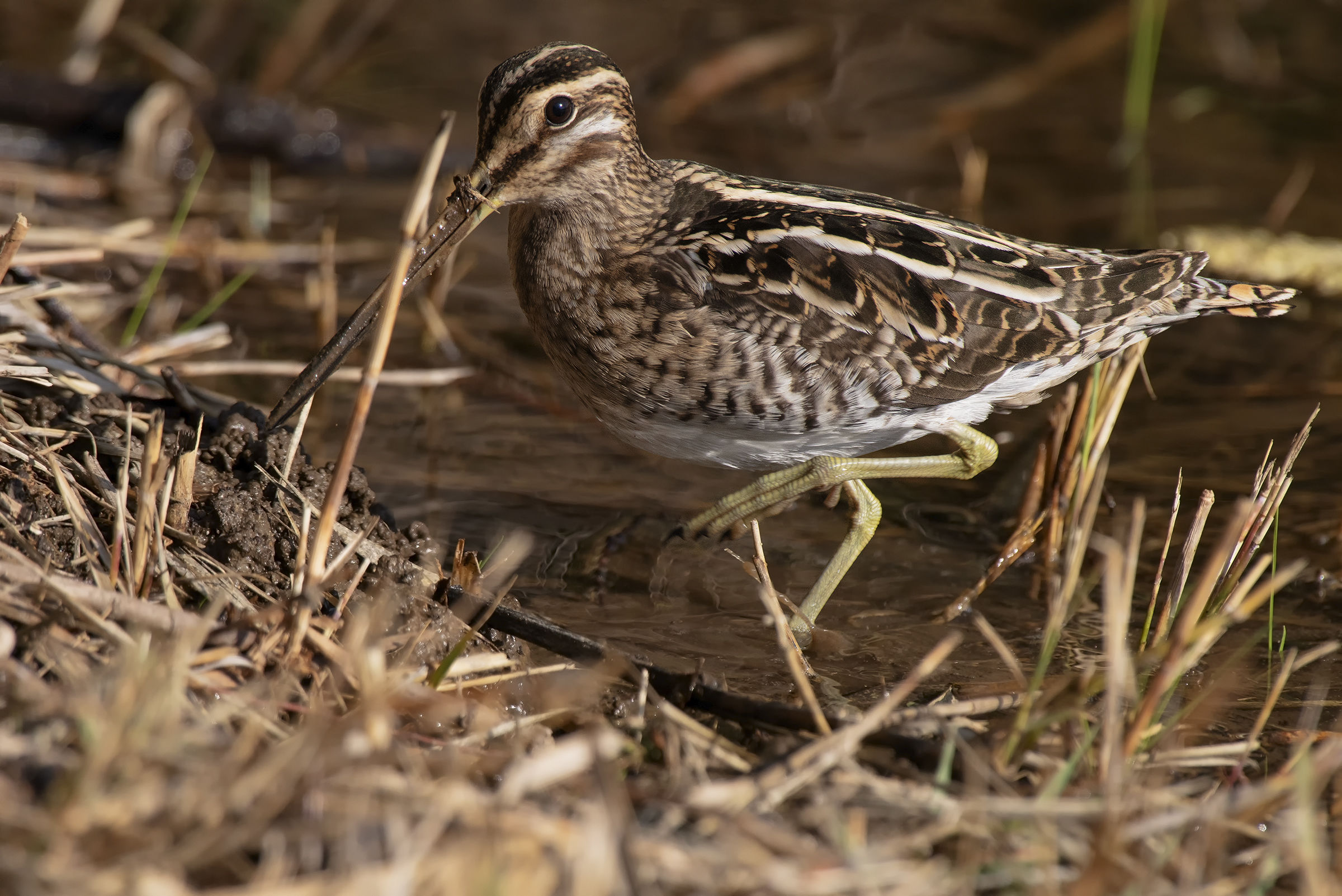 Beccaccino in pastura