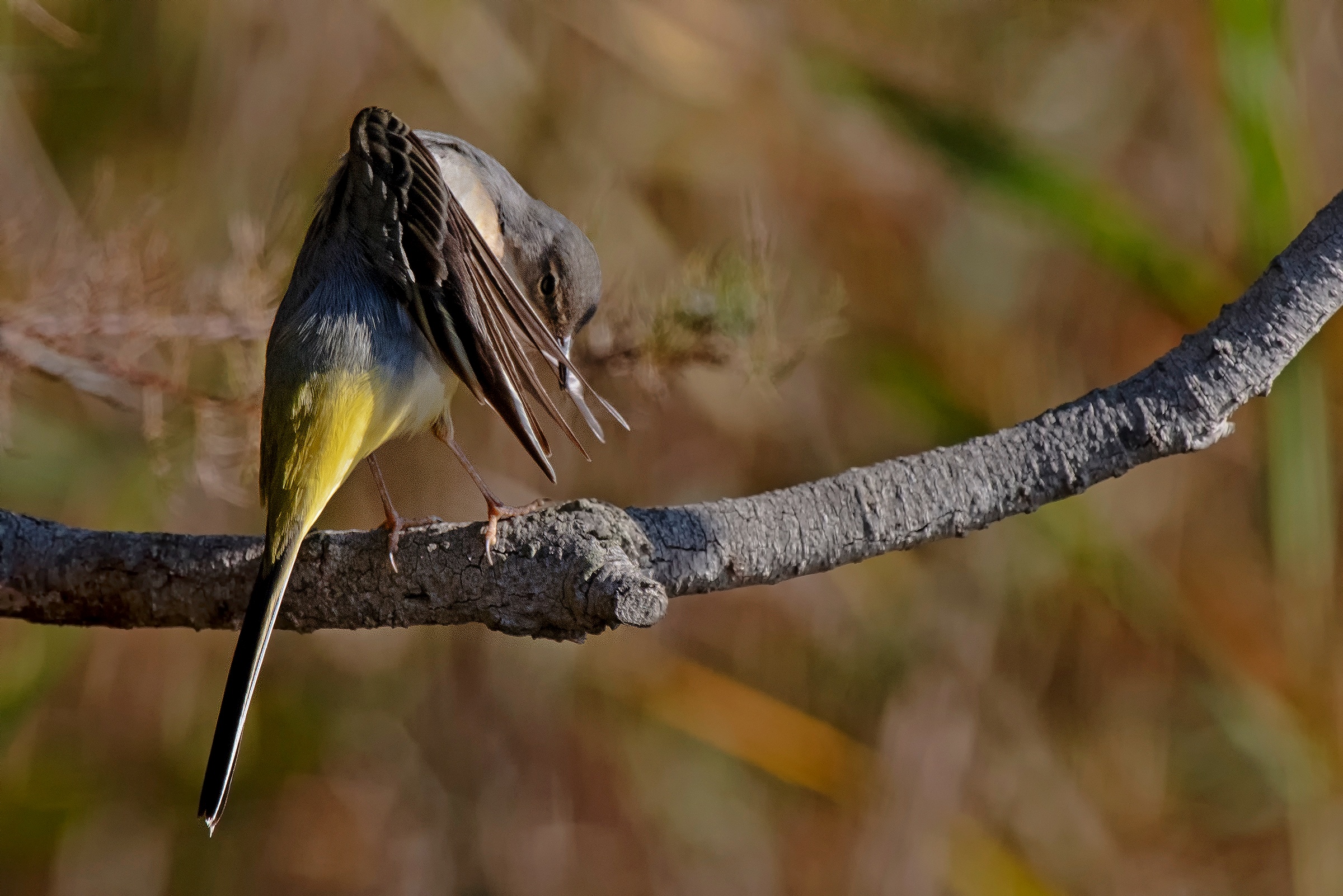 La cura delle remiganti