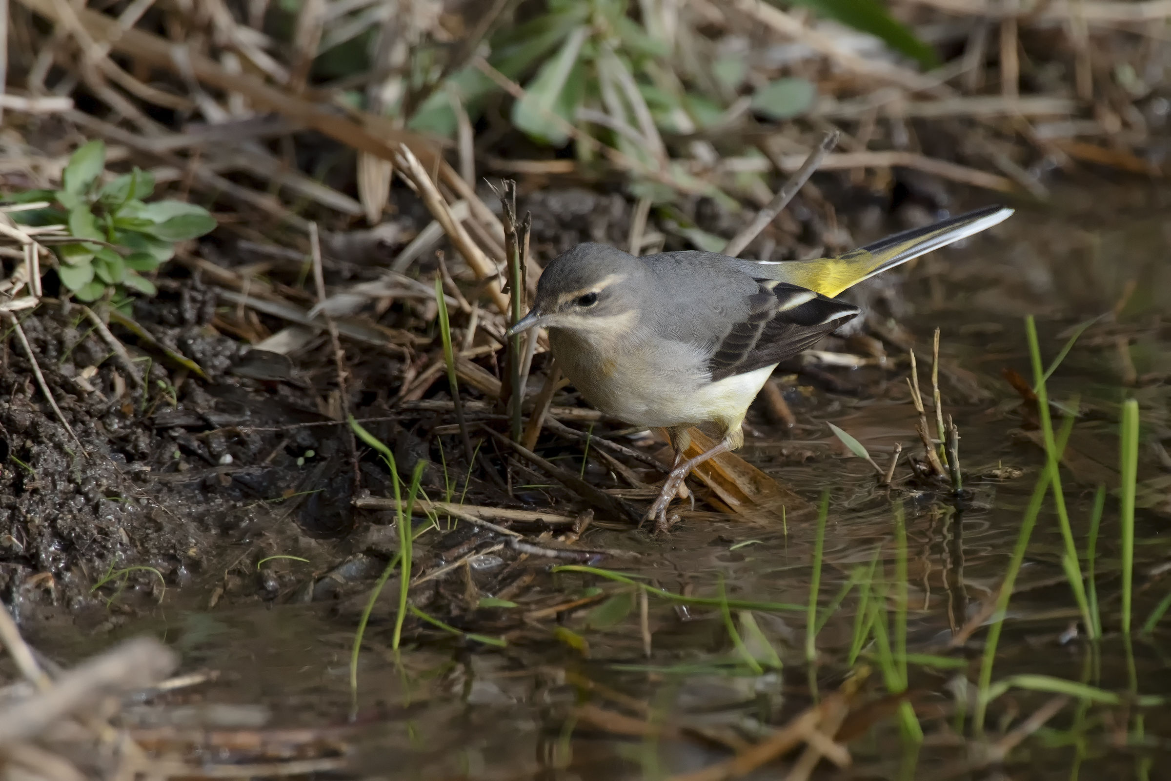 Ballerina a caccia in acqua