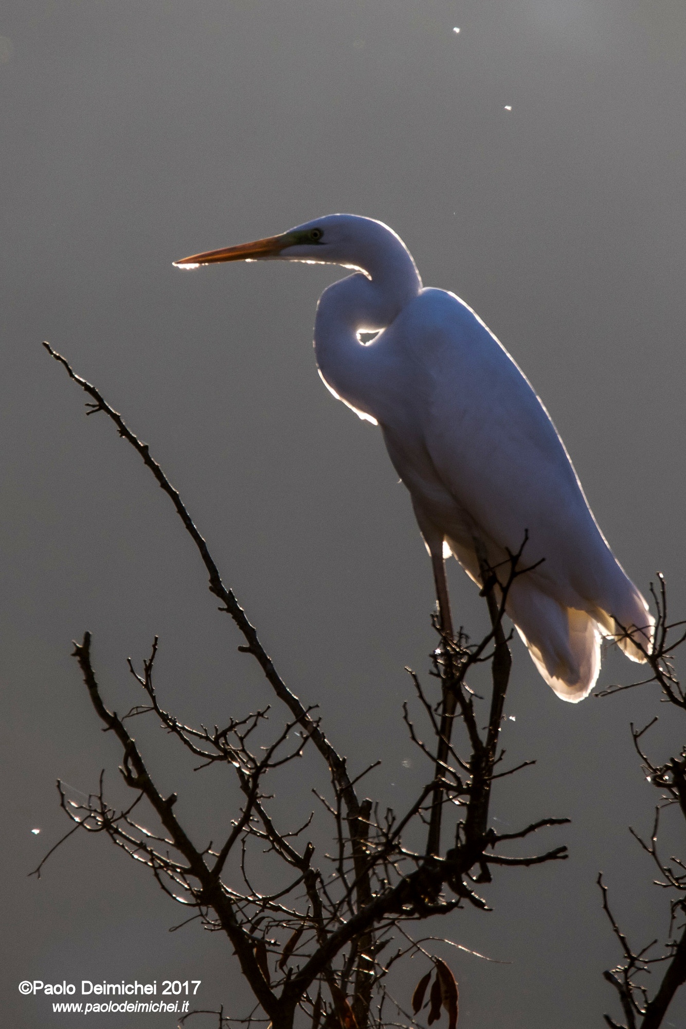 Airone bianco maggiore in controluce