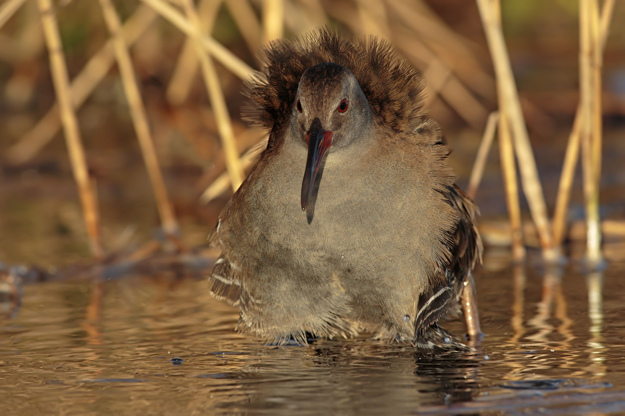 Water Rail