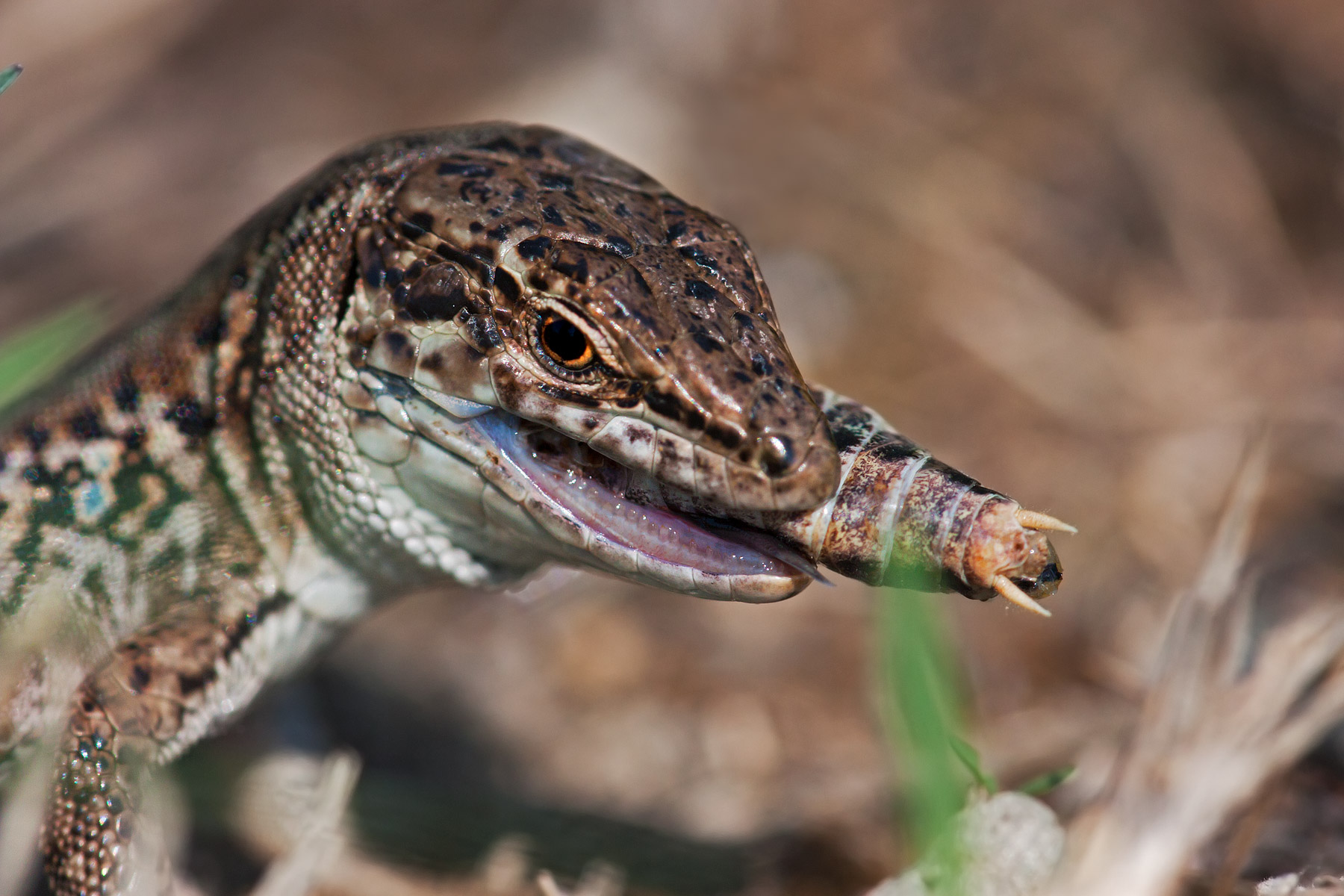 ... alarm varano !!!