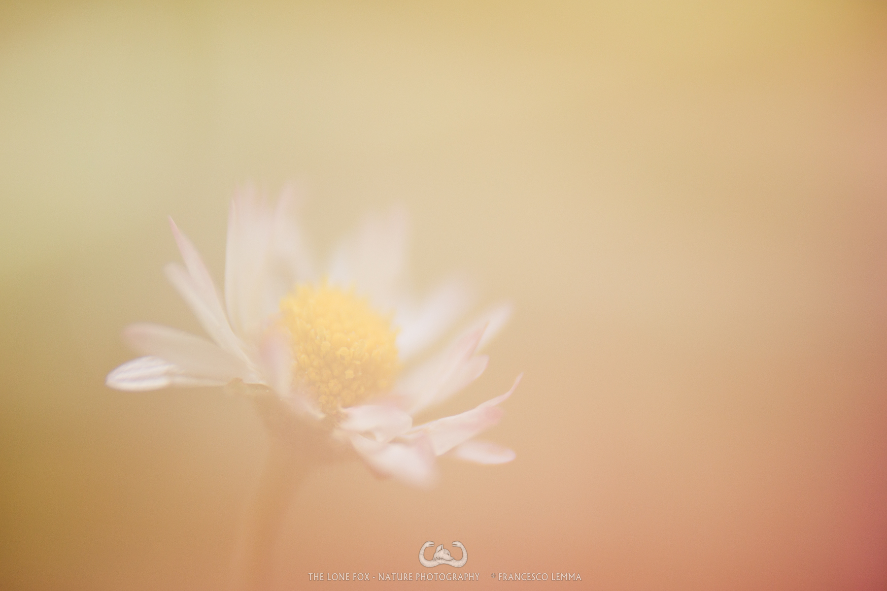 Freelensing