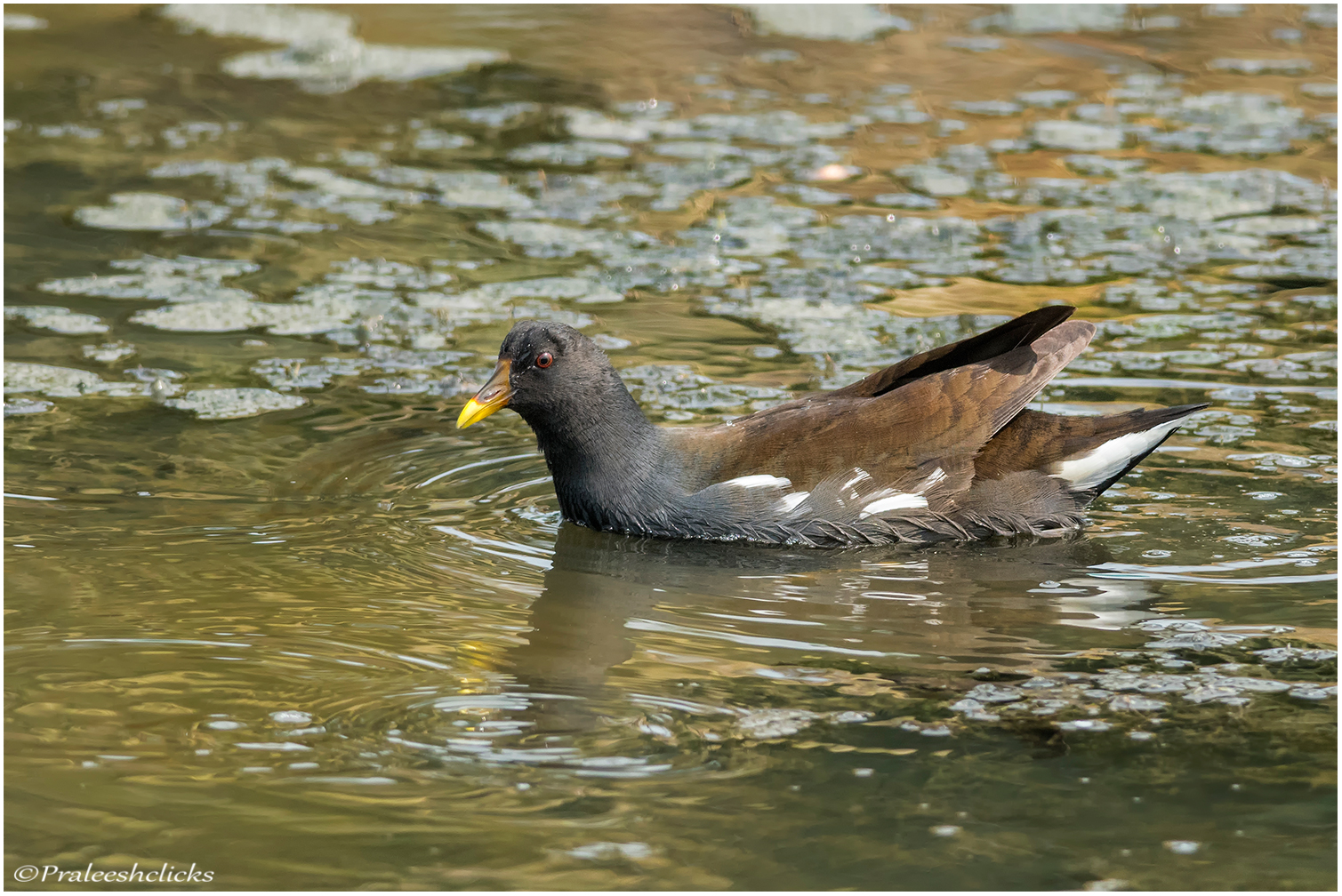 Common Moorhen