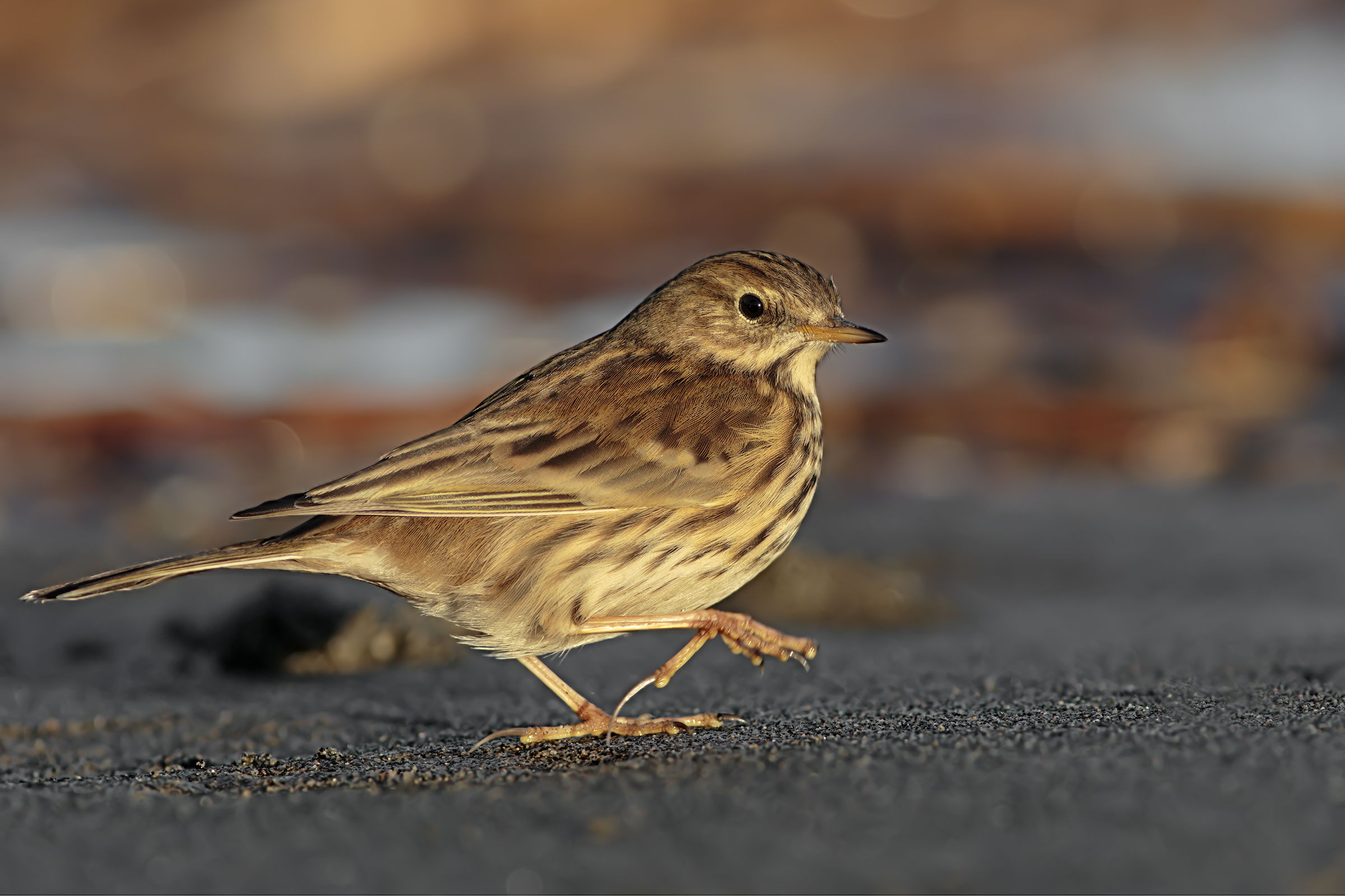 Pipit