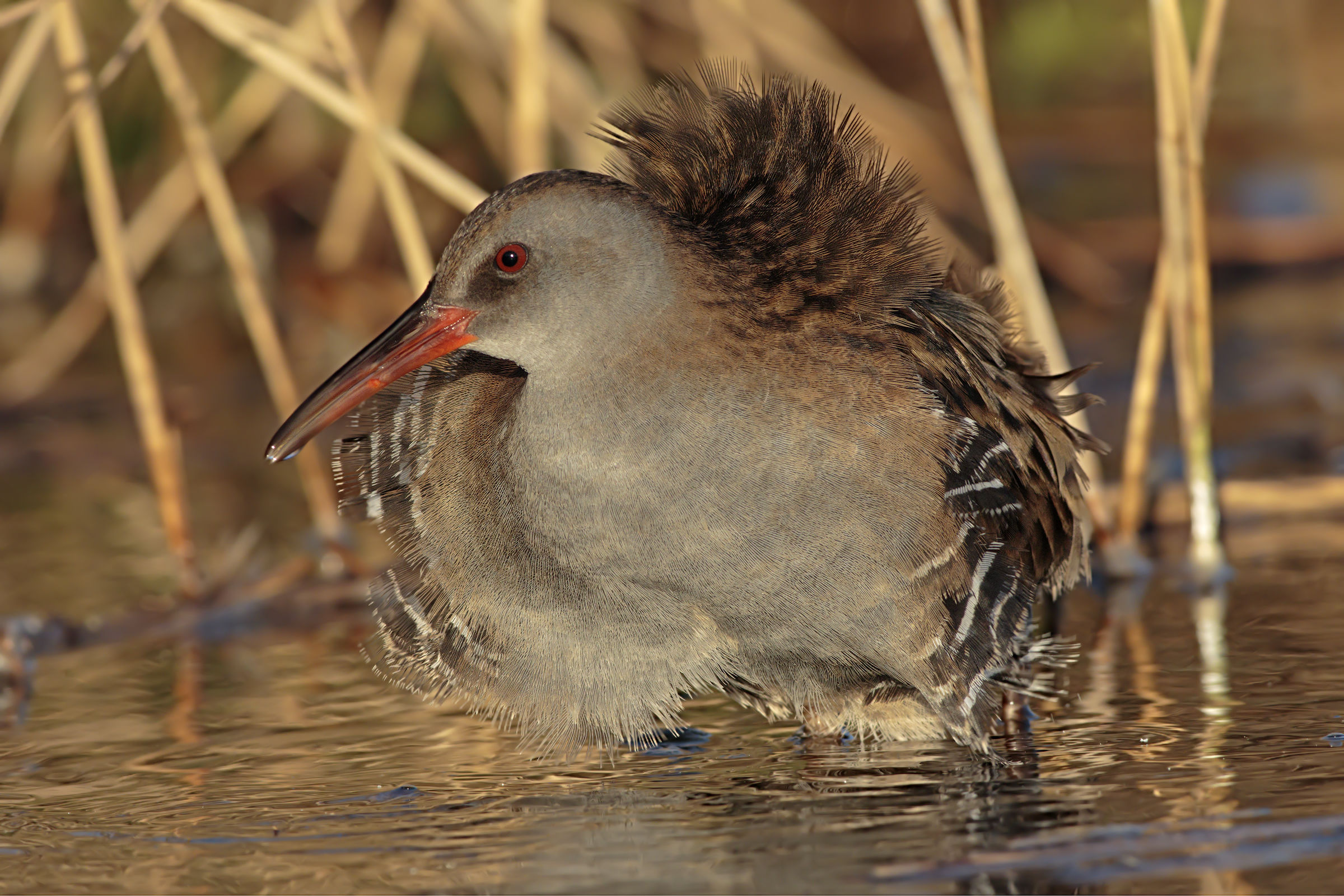 Water Rail