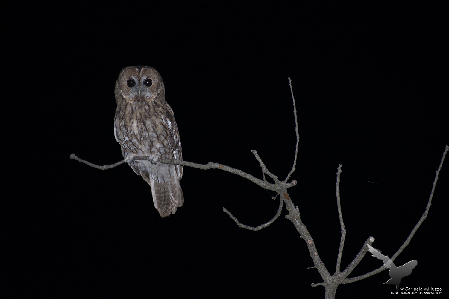 Allocco _Strix aluco_