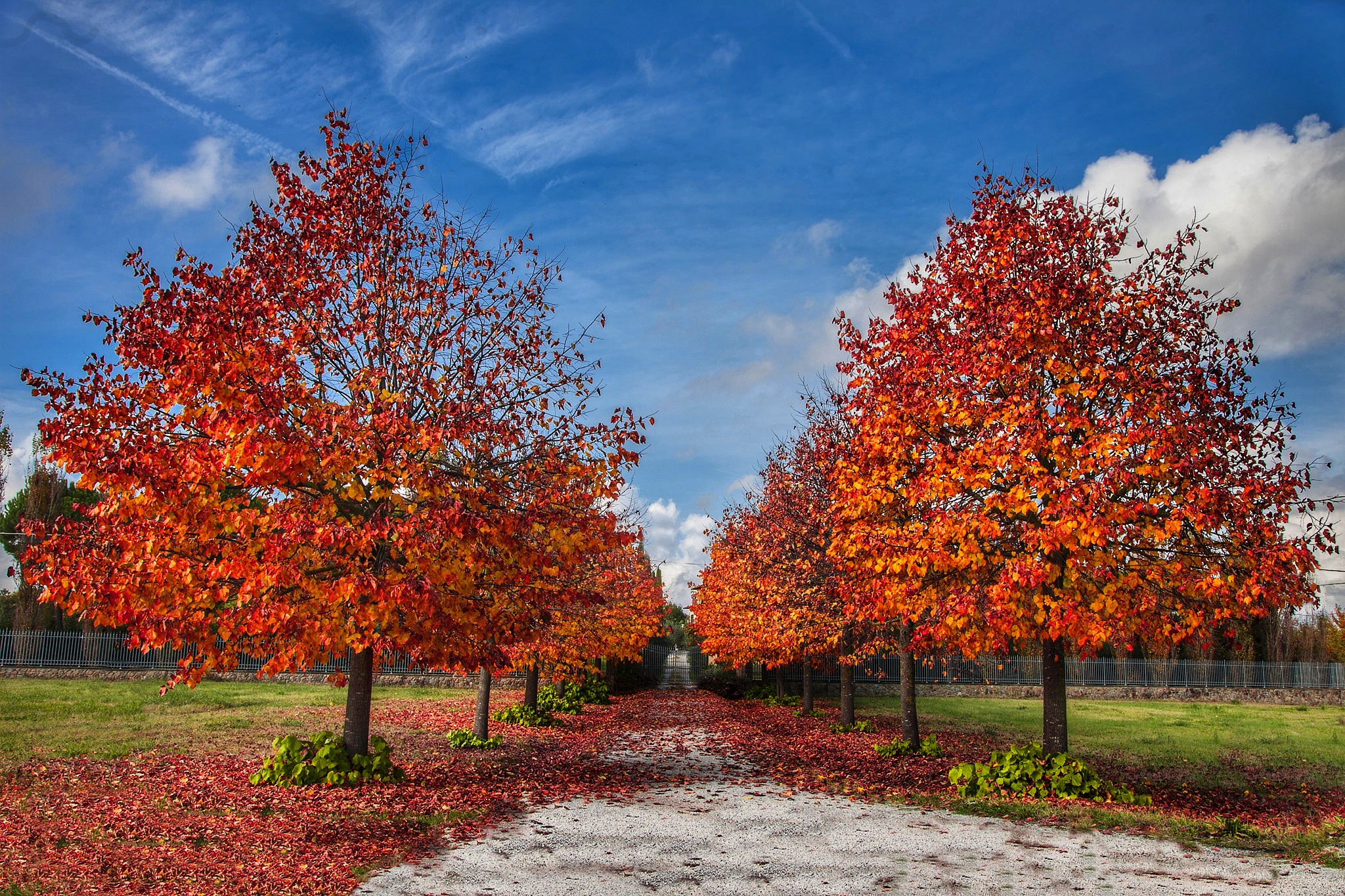 Rosso d'autunno