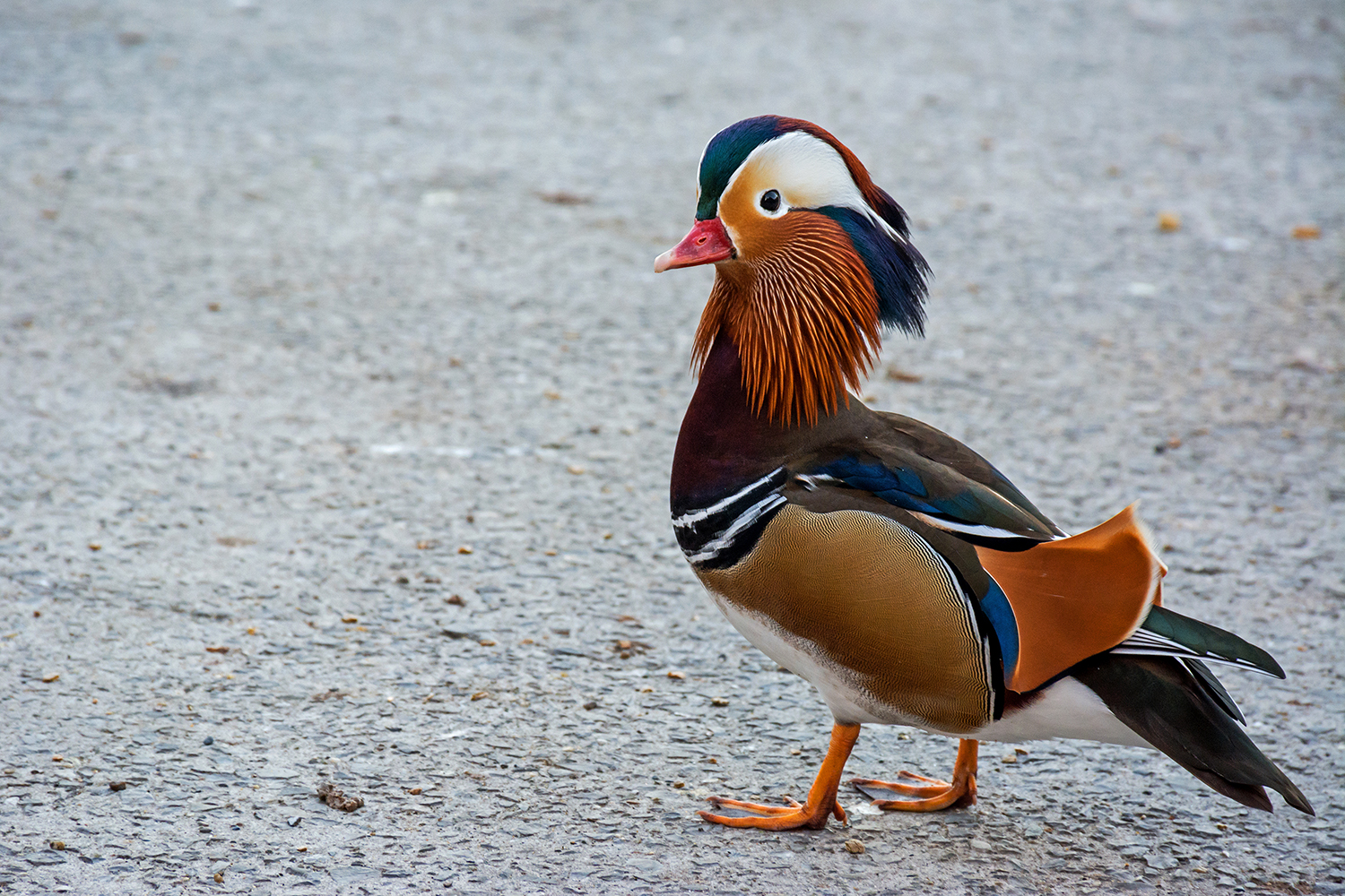 Mandarin duck