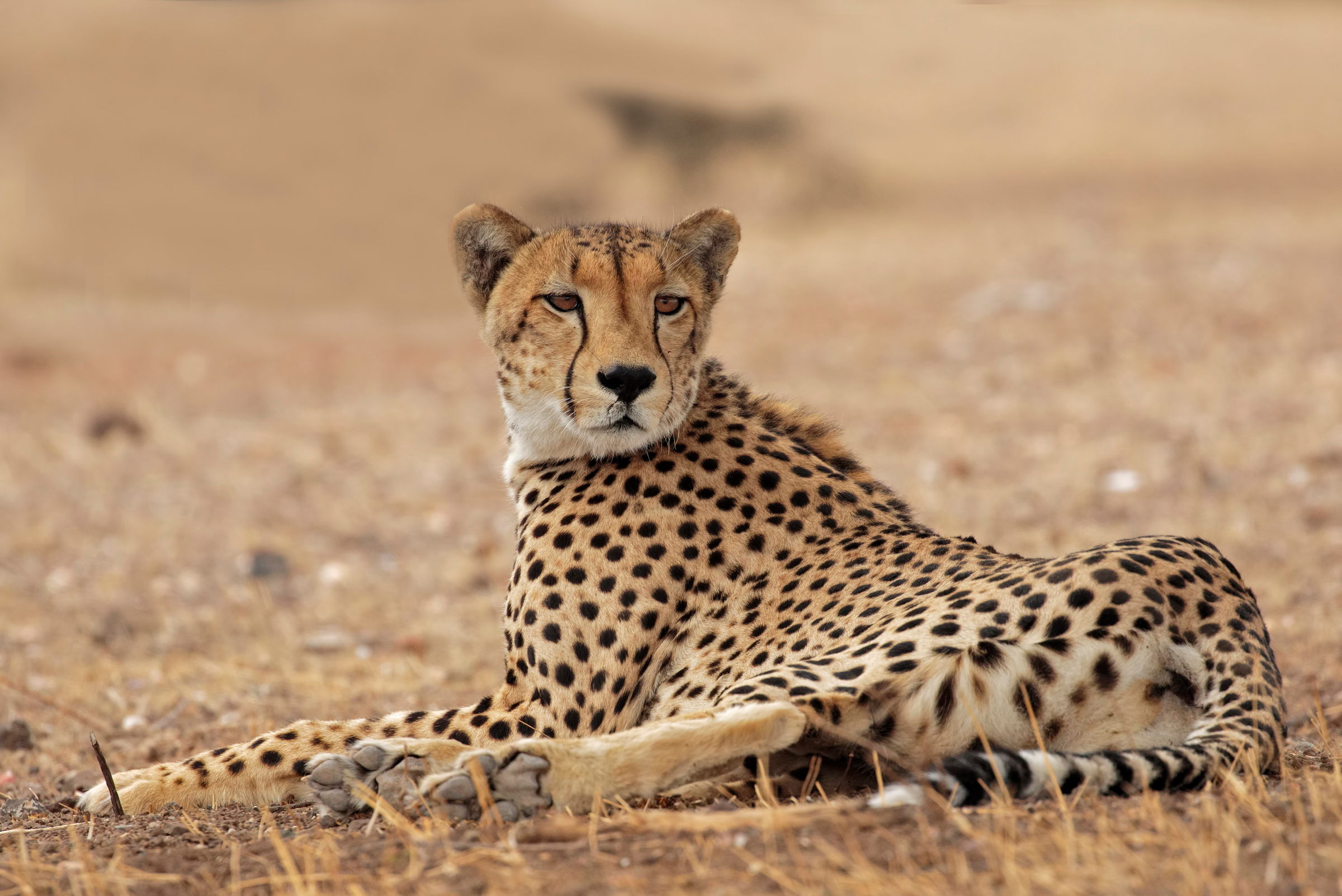Cheetah
