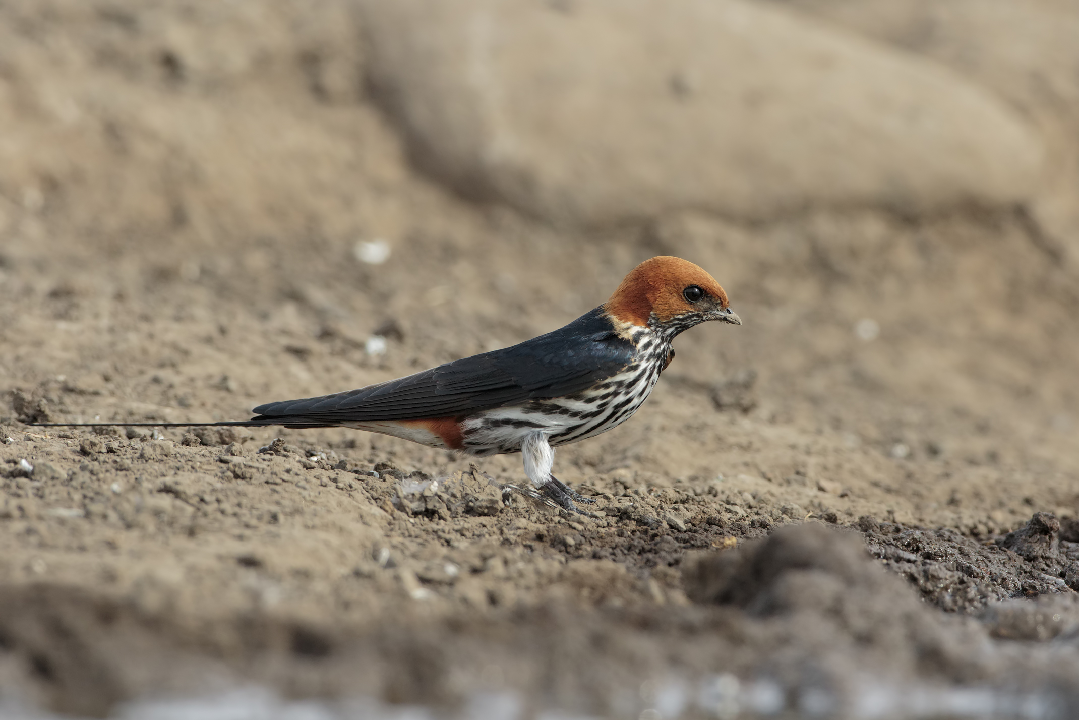 Hirundo abyssinica