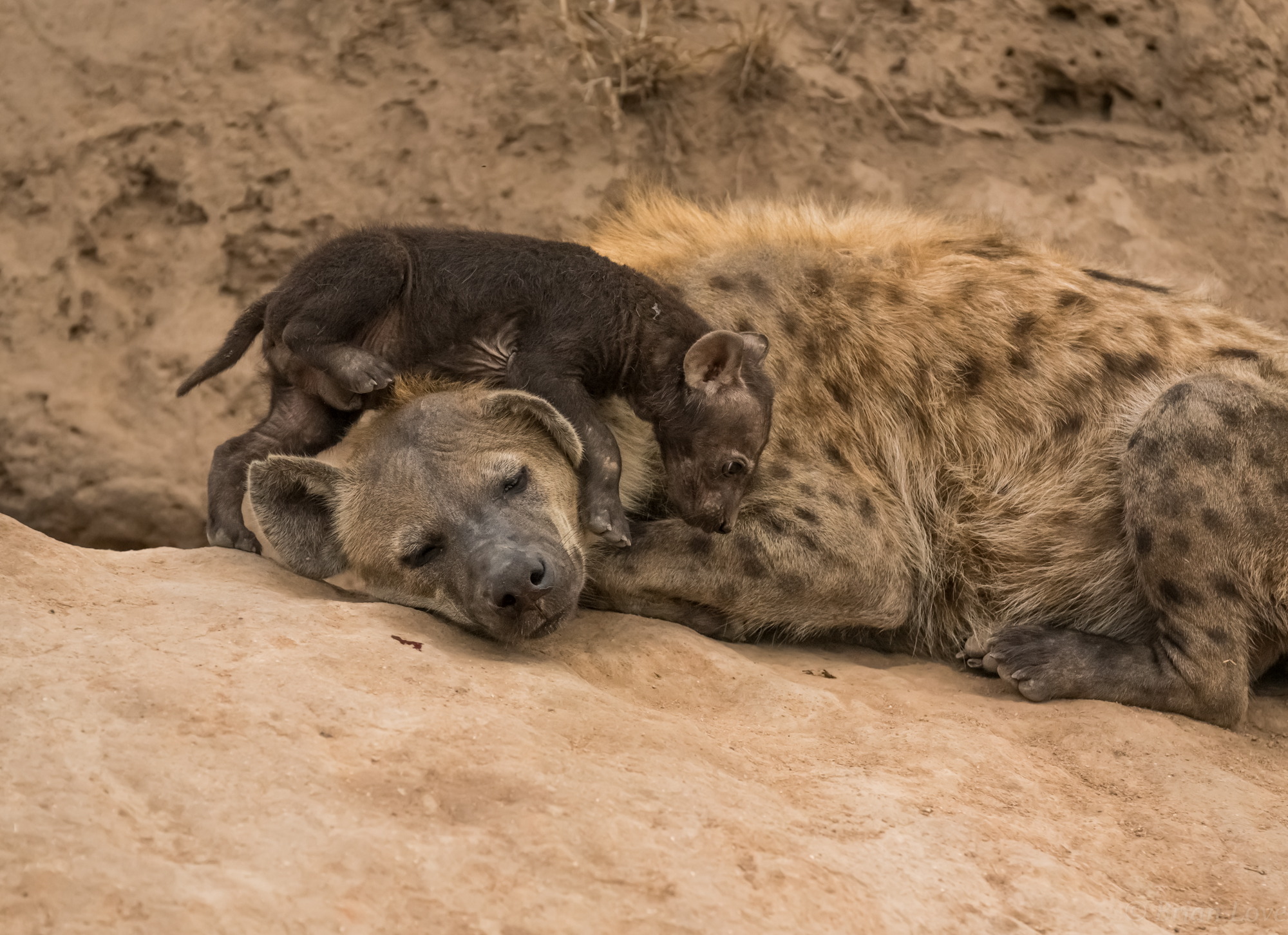 Una pazienza per le madri