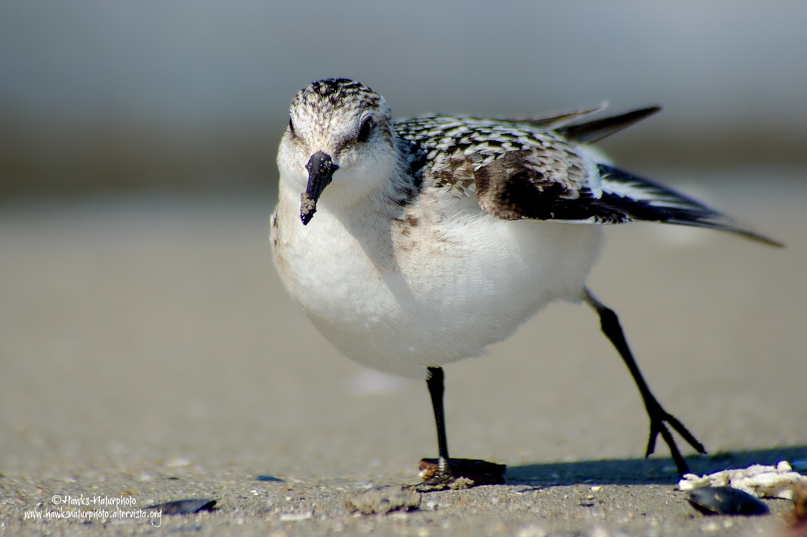 Toed Sandpiper