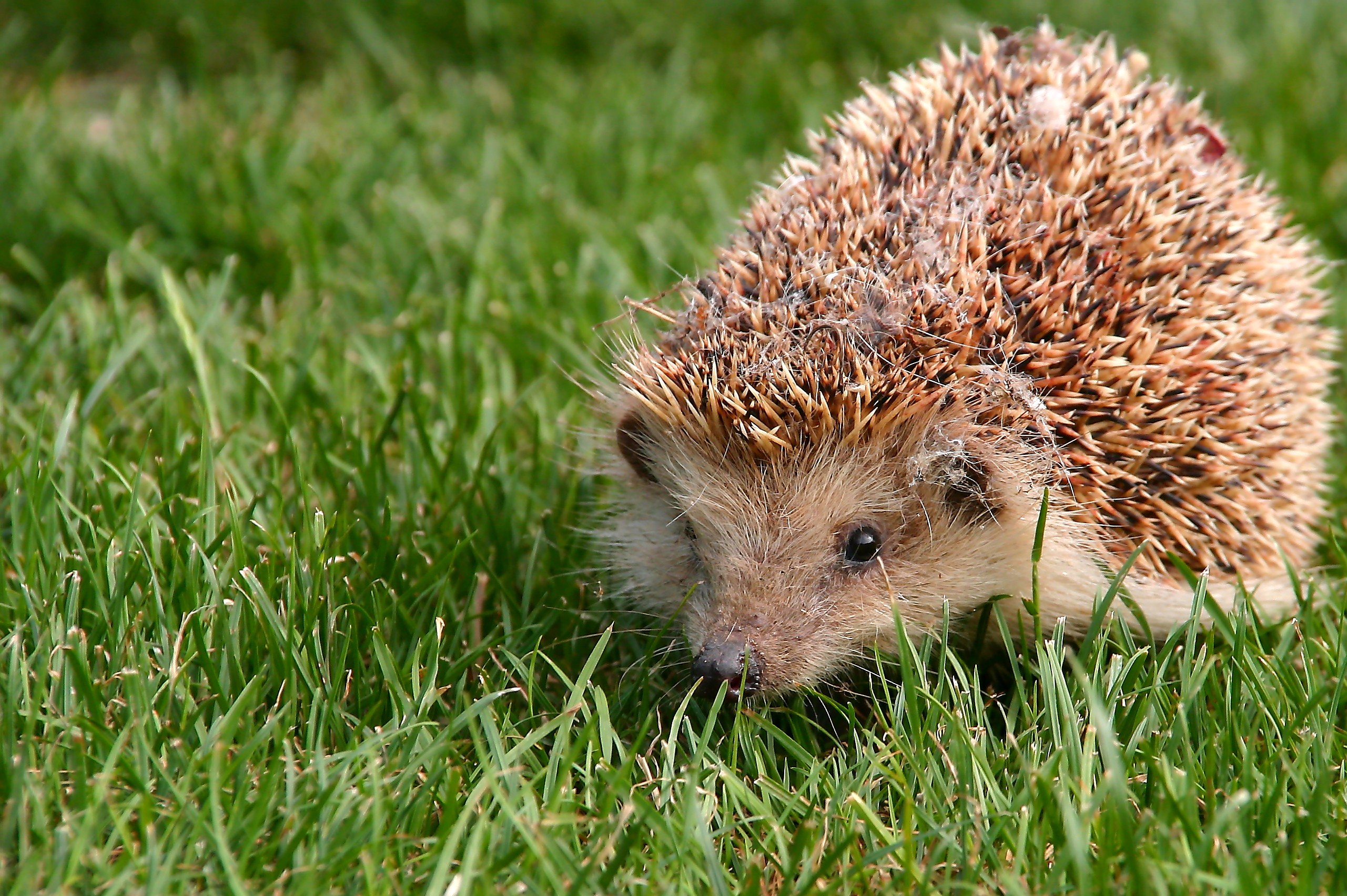 Porcospino nel giardino