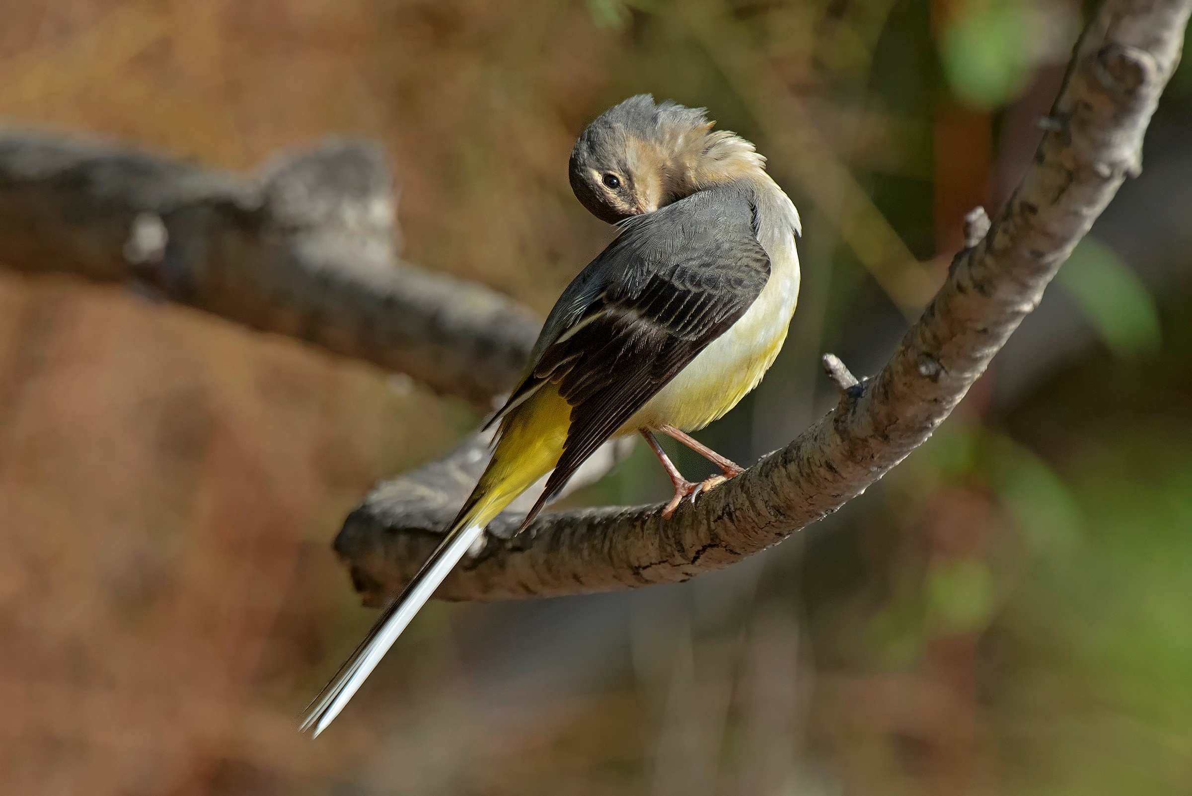 La toletta della Ballerina Gialla