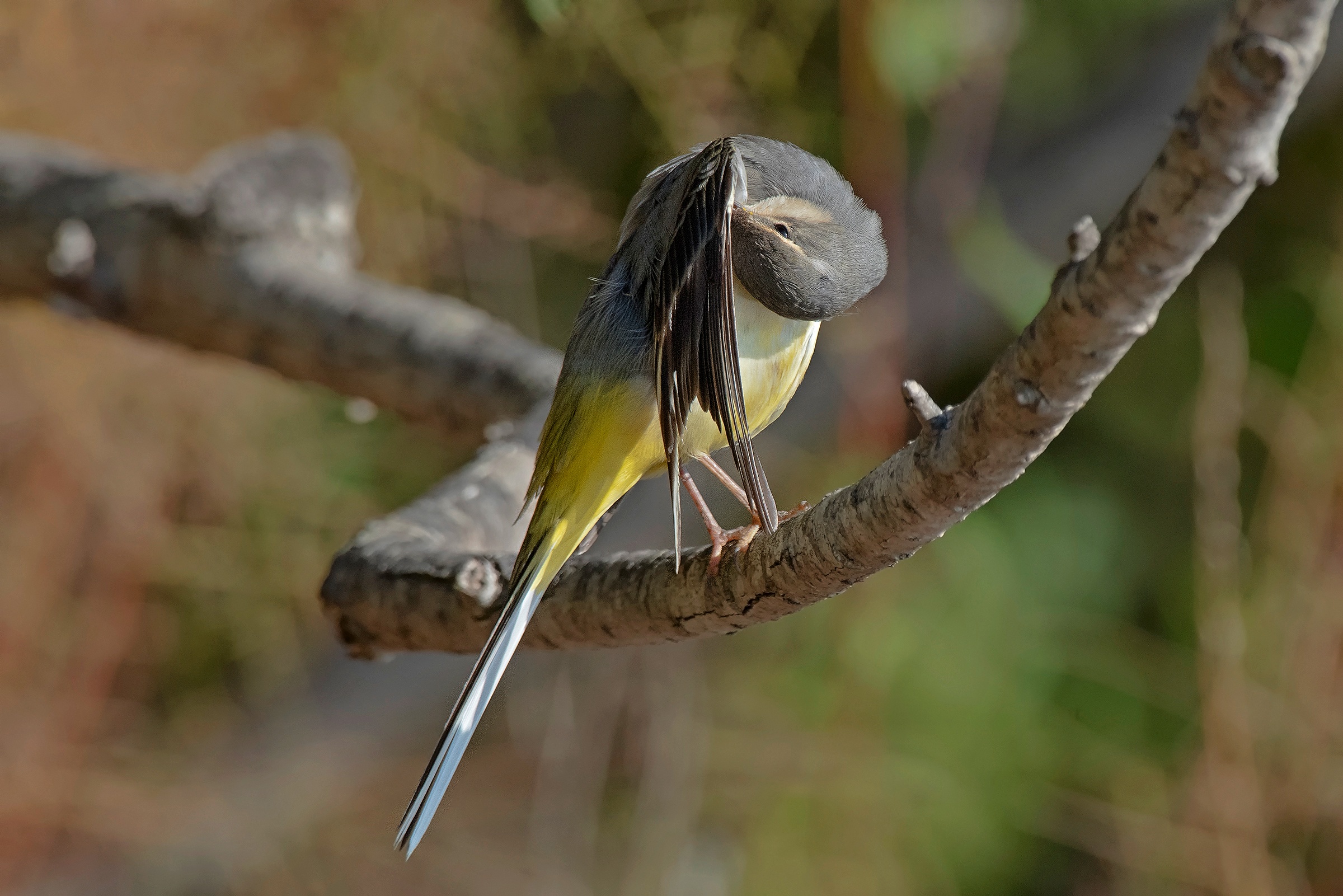 La toletta della Ballerina