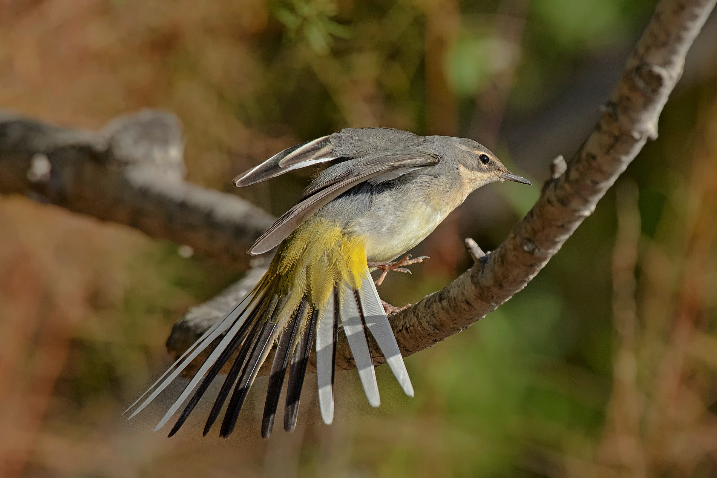 Motacilla in stretching