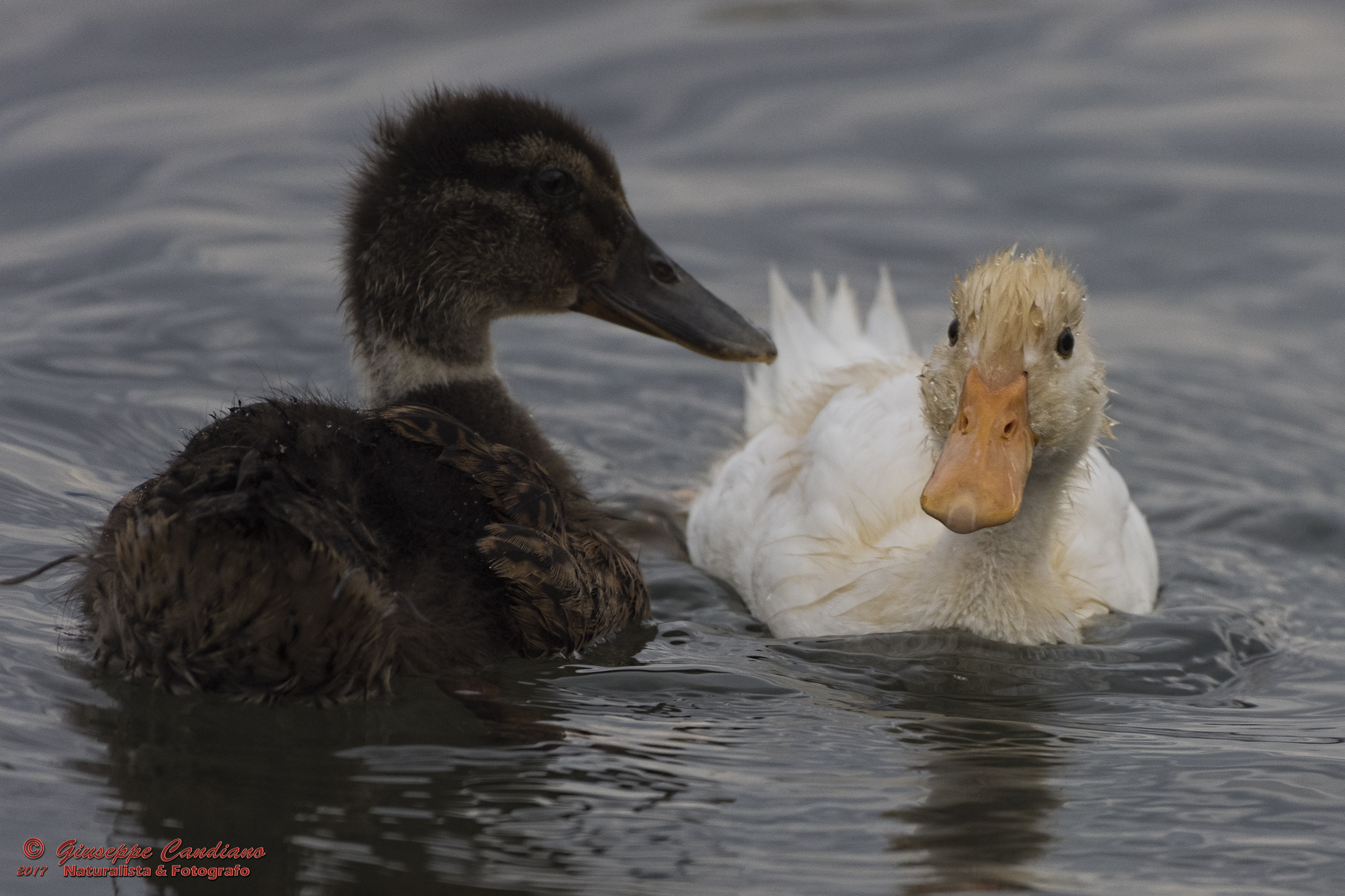 Brutto Anatroccolo e Papera Spennacchiata