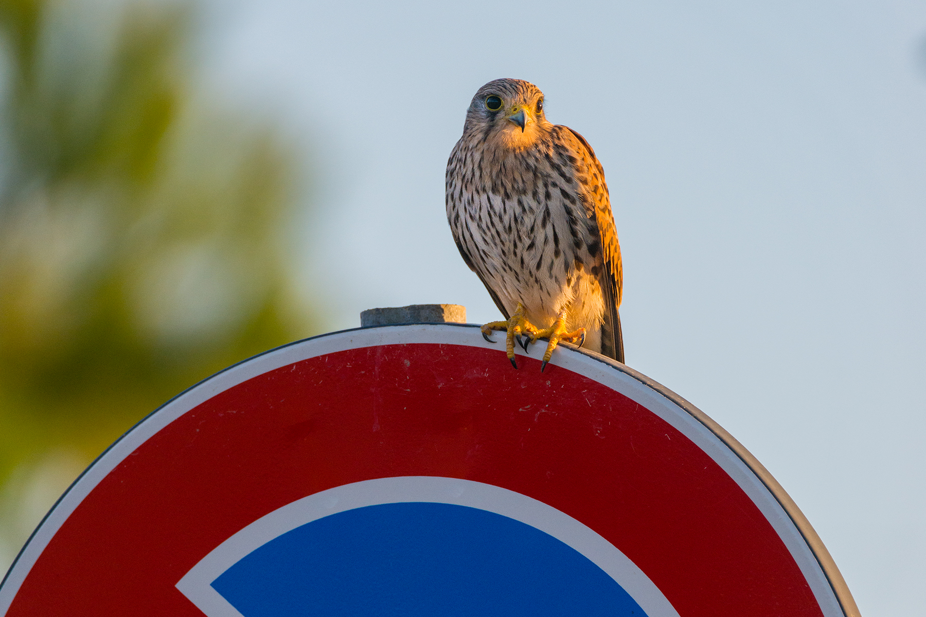 Kestrel in a ban on stopping