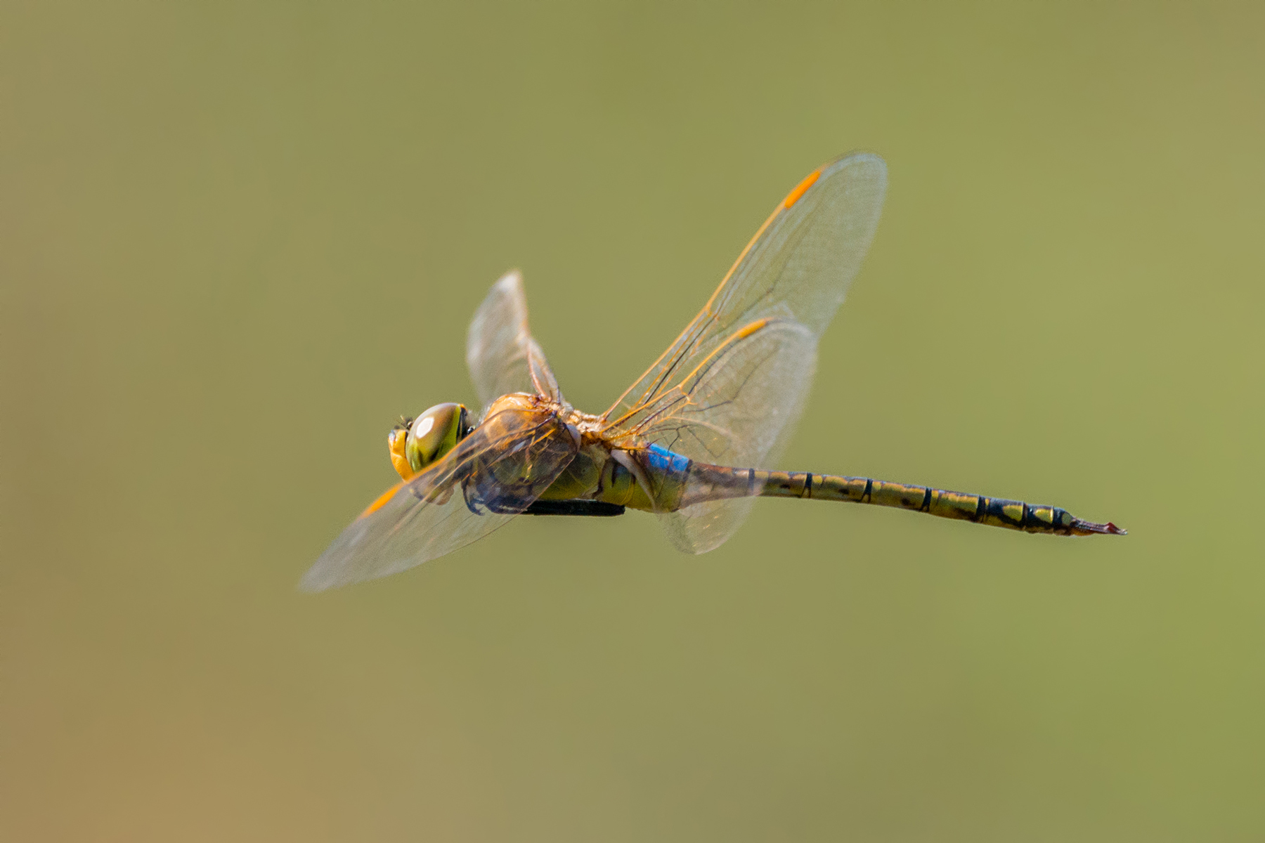 Libellula in volo