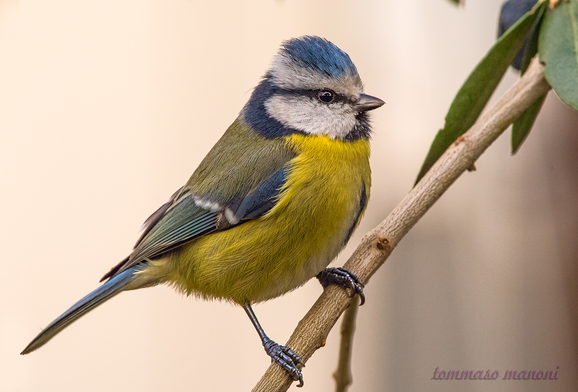 First click of the nipple to the cinciarella