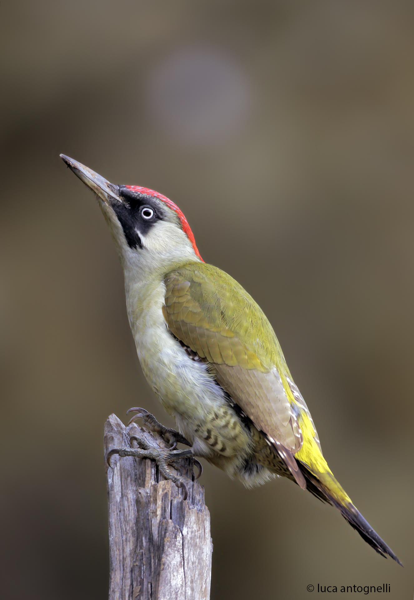 picchio verde, capanno amici per la fotografia.
