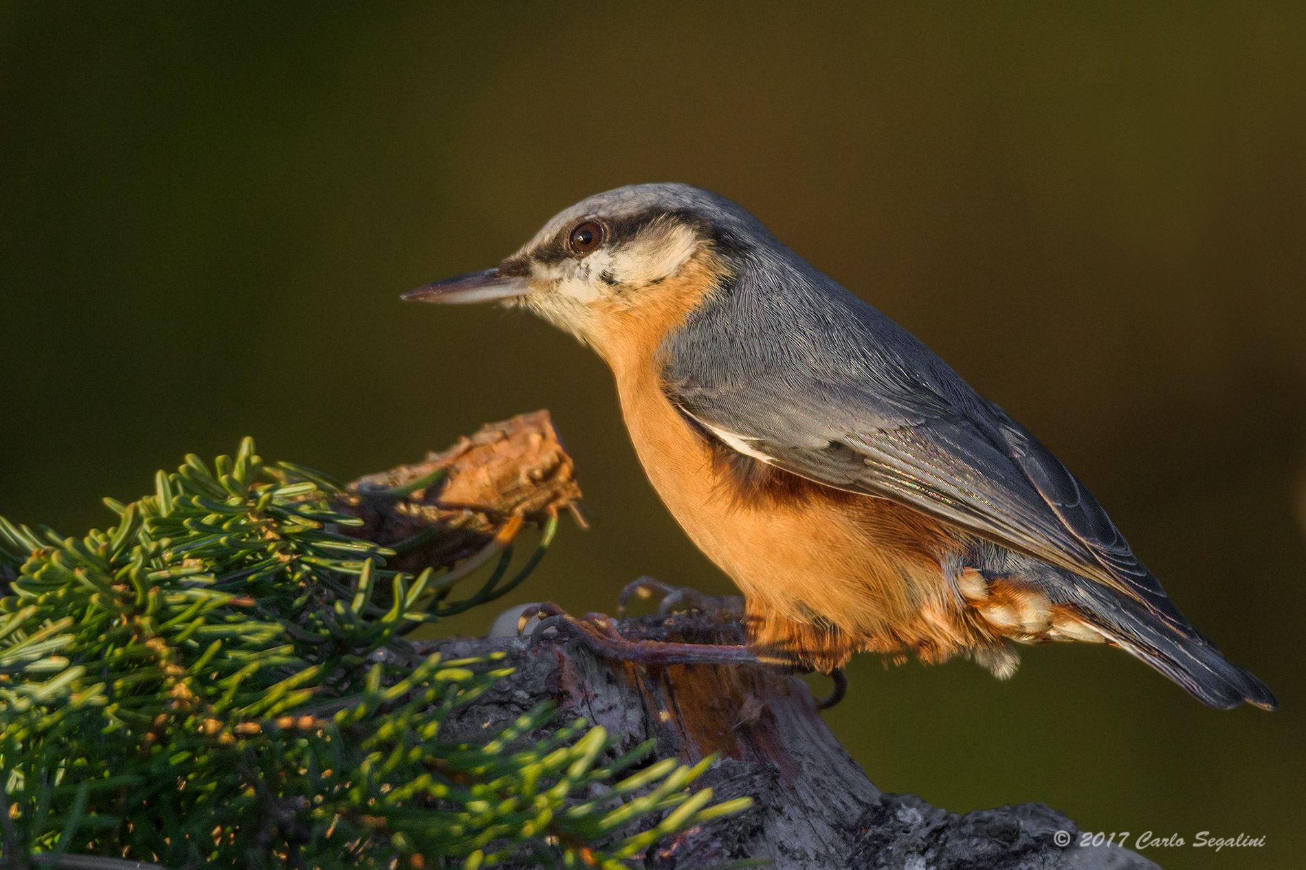 Woodpecker Bricklayer