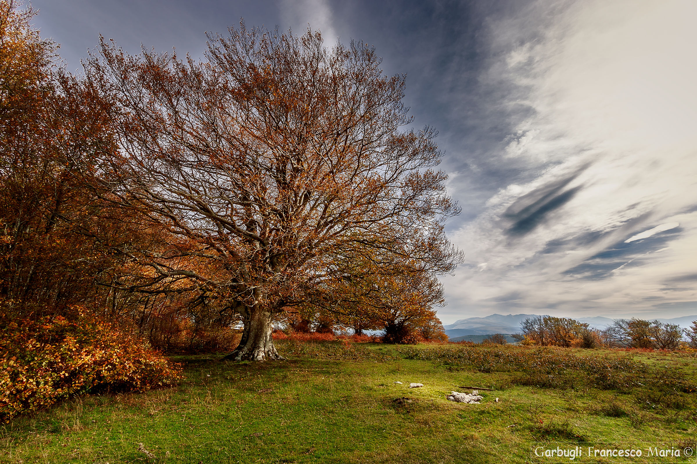 The King of the Bees in the back