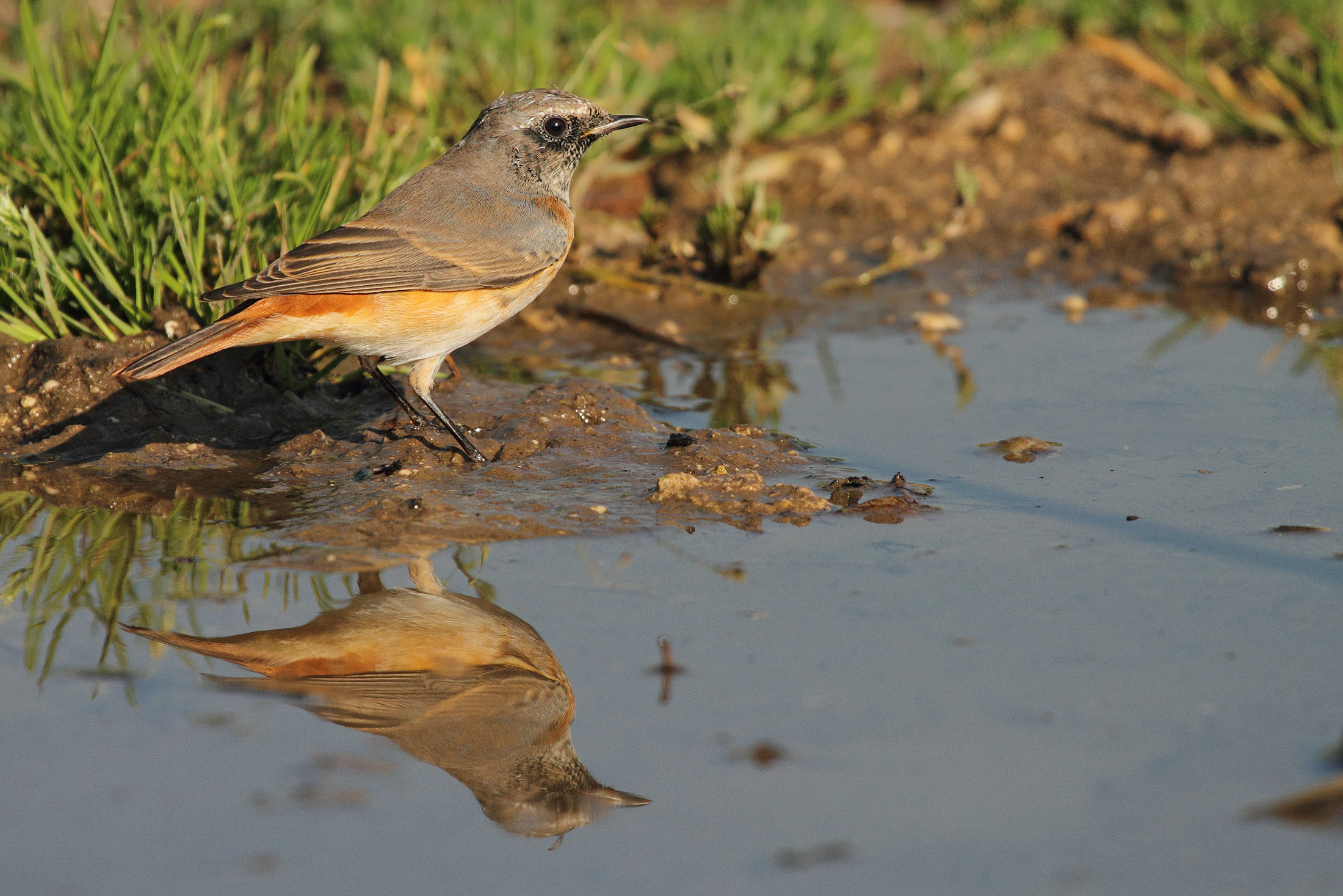 Redstart