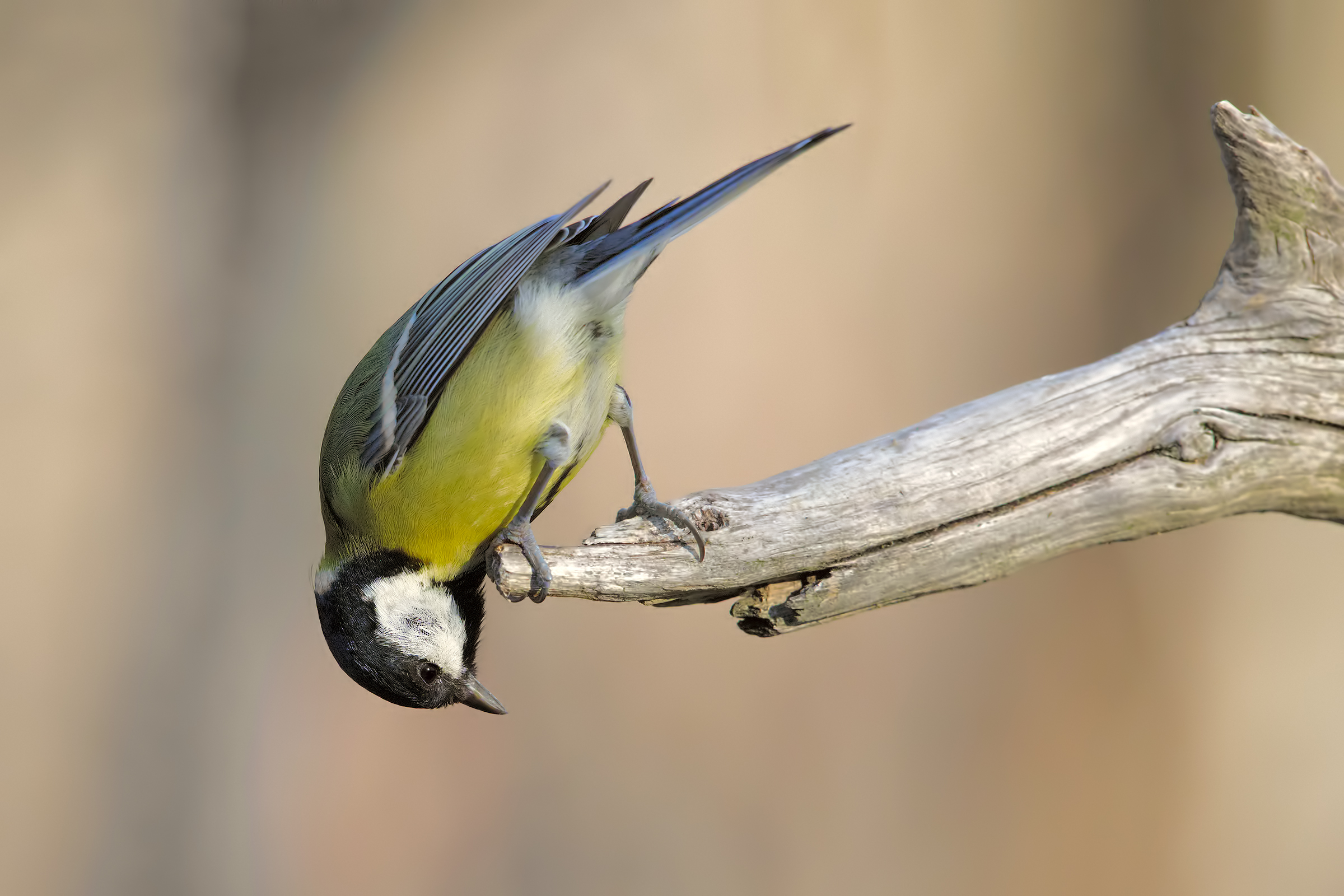 Great Tit