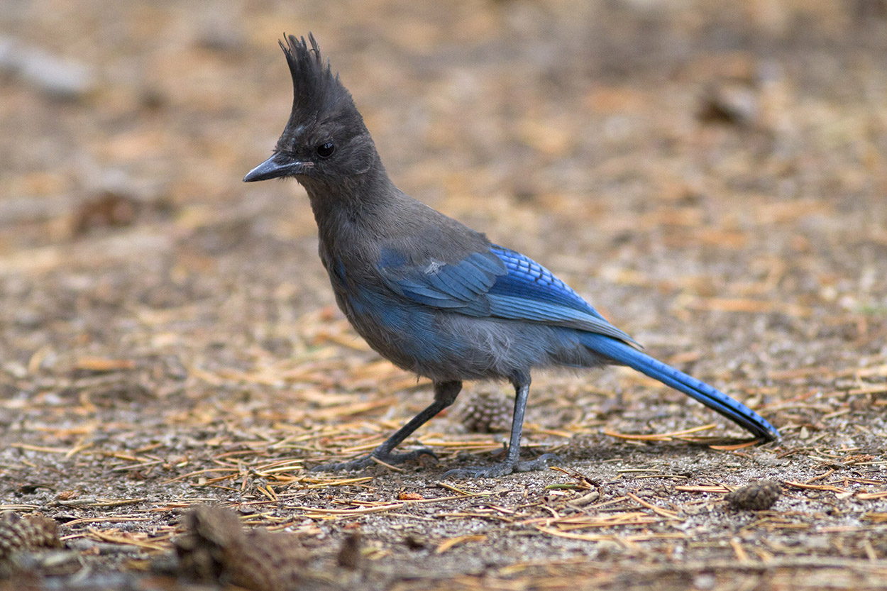Ghiandaia di Steller