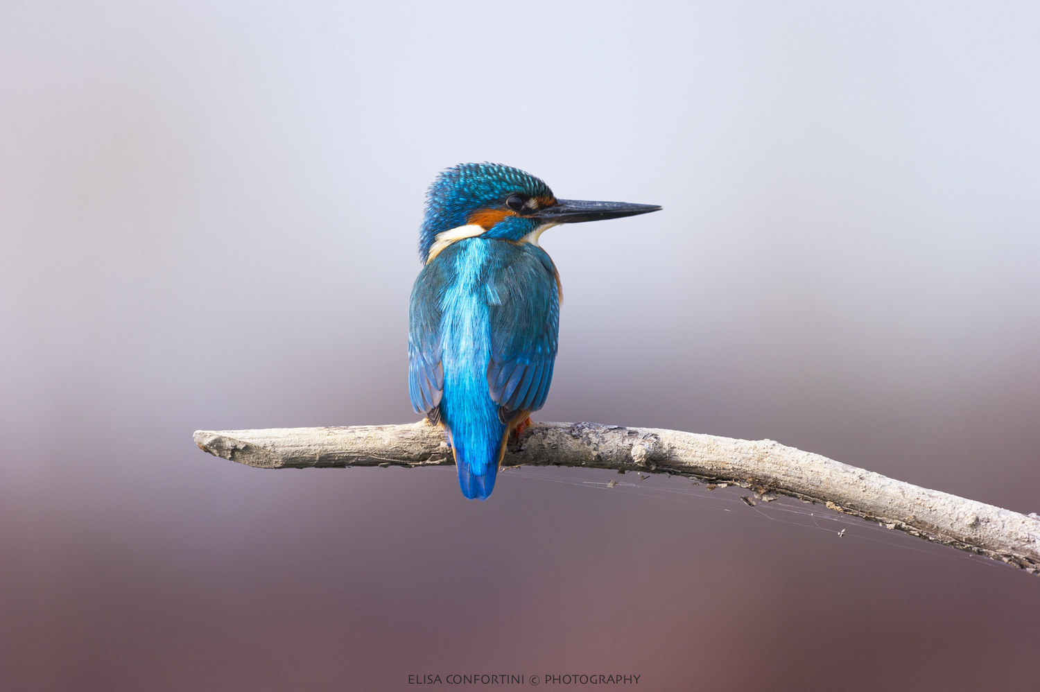 Kingfisher