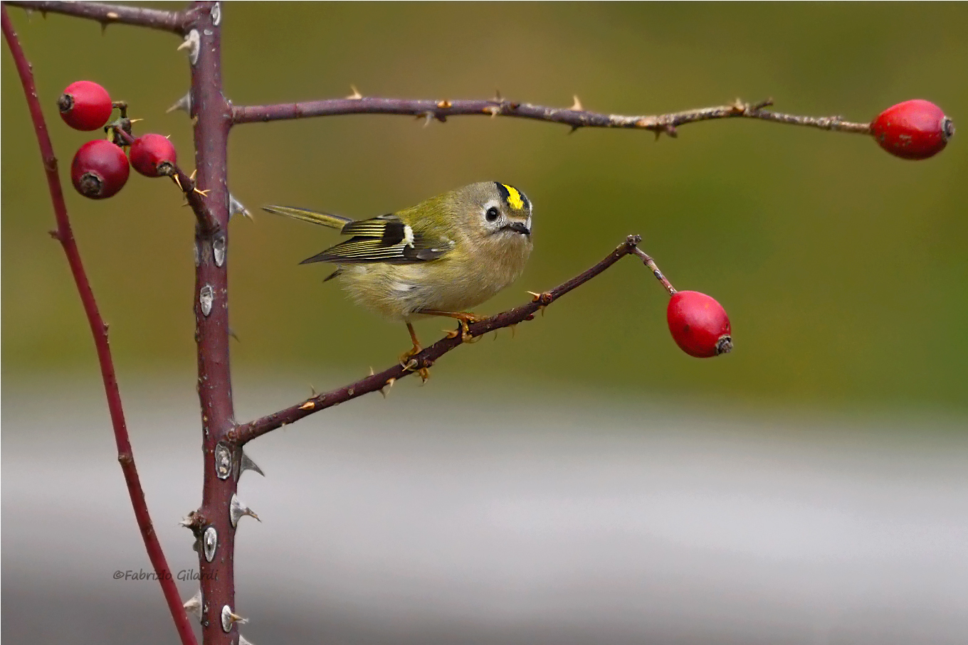 Regolo (Regulus regulus)