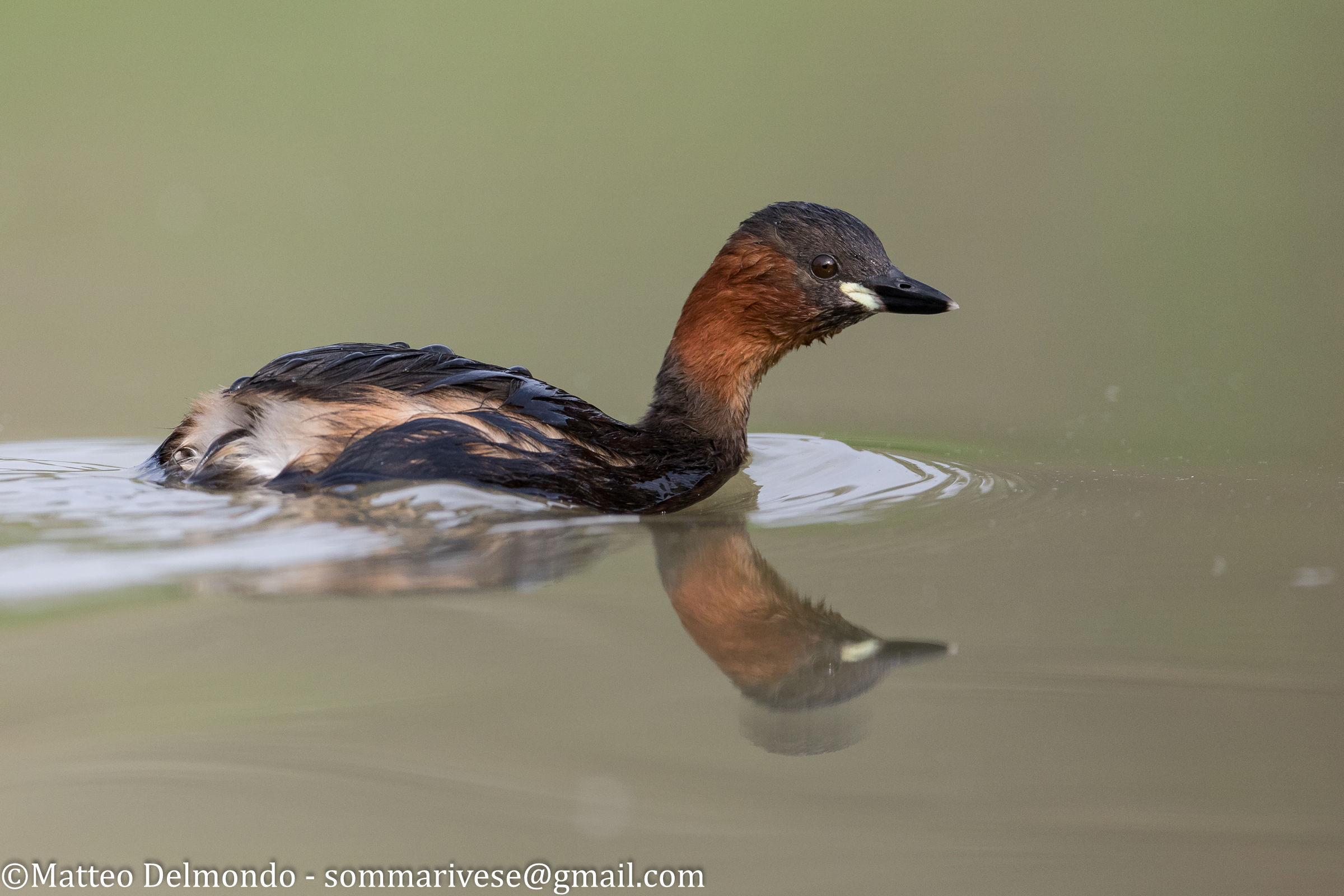 Little Grebe