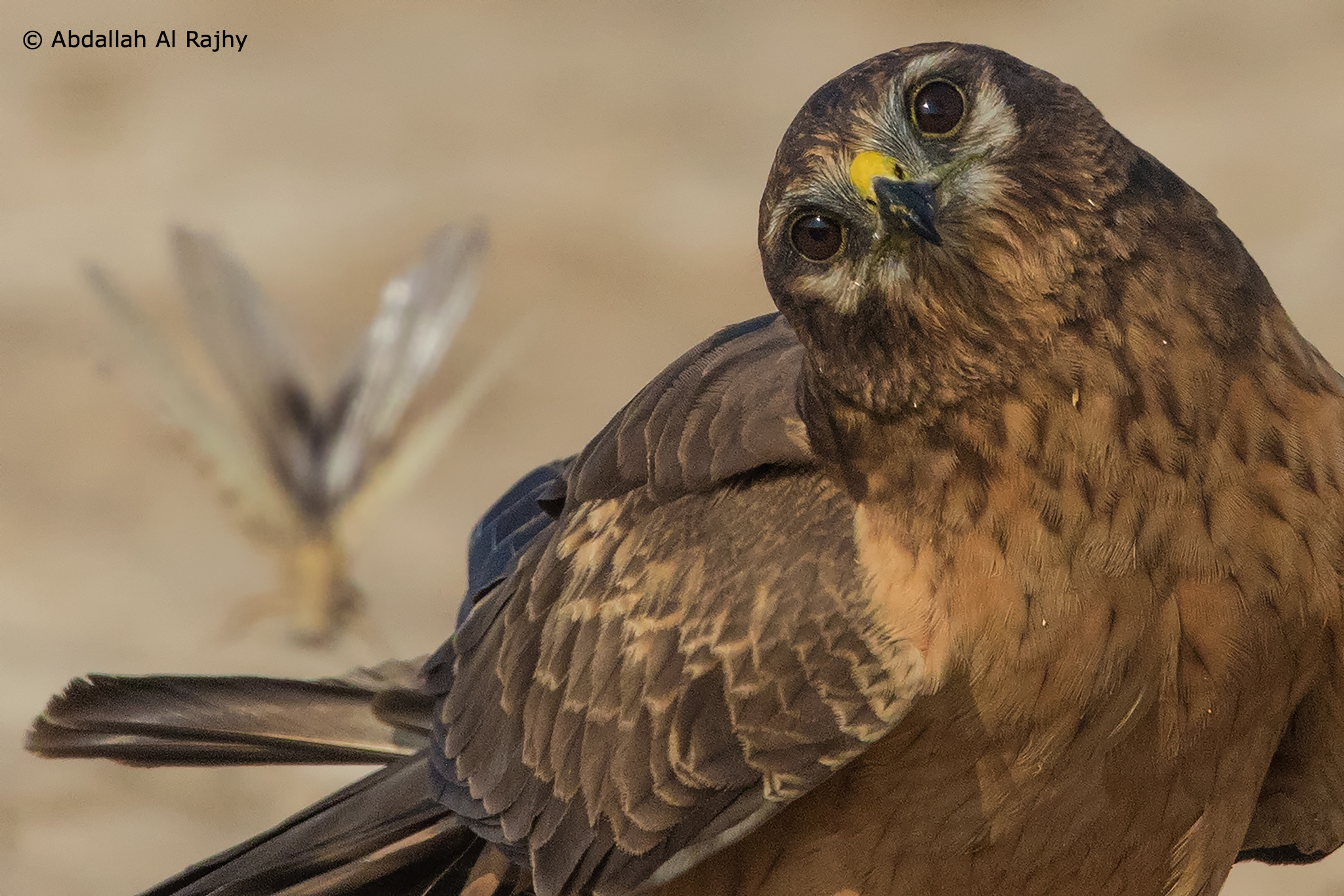 Harrier with desert locust!