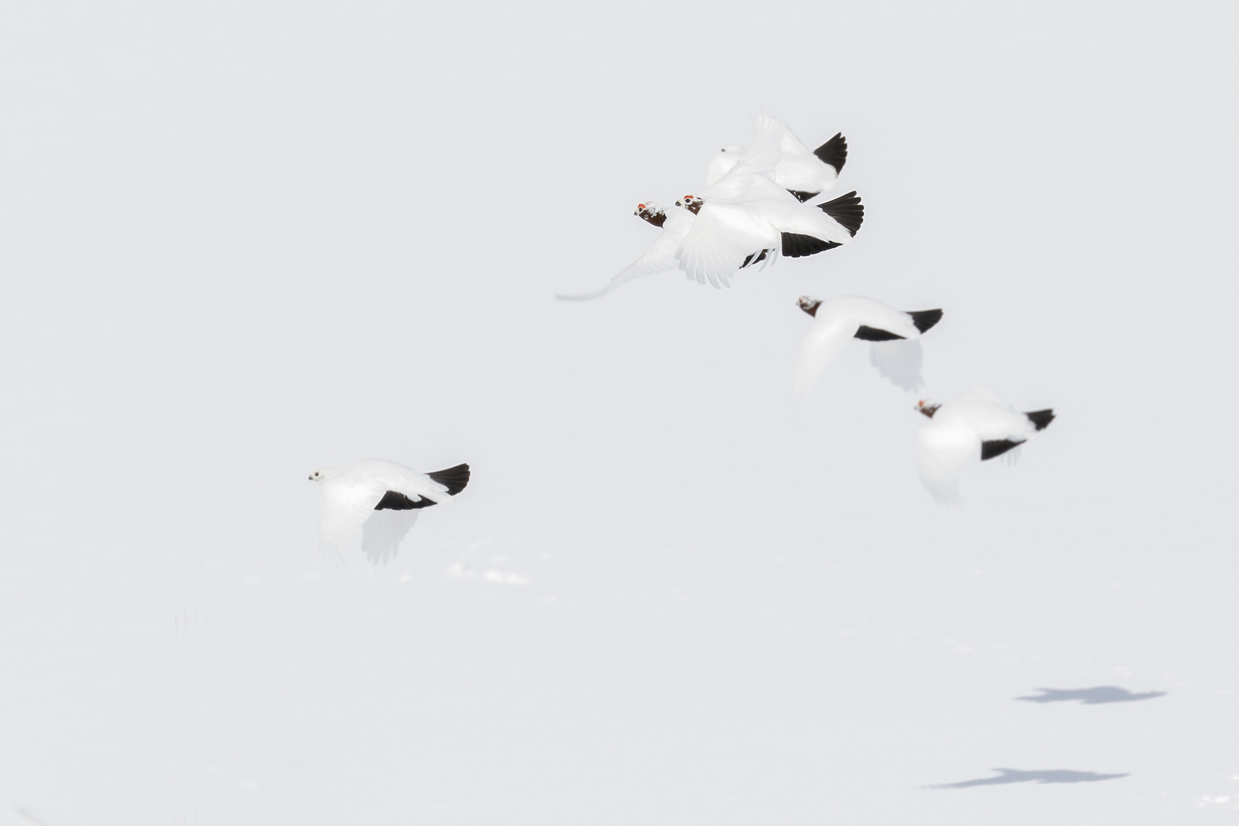 northern white parachutes