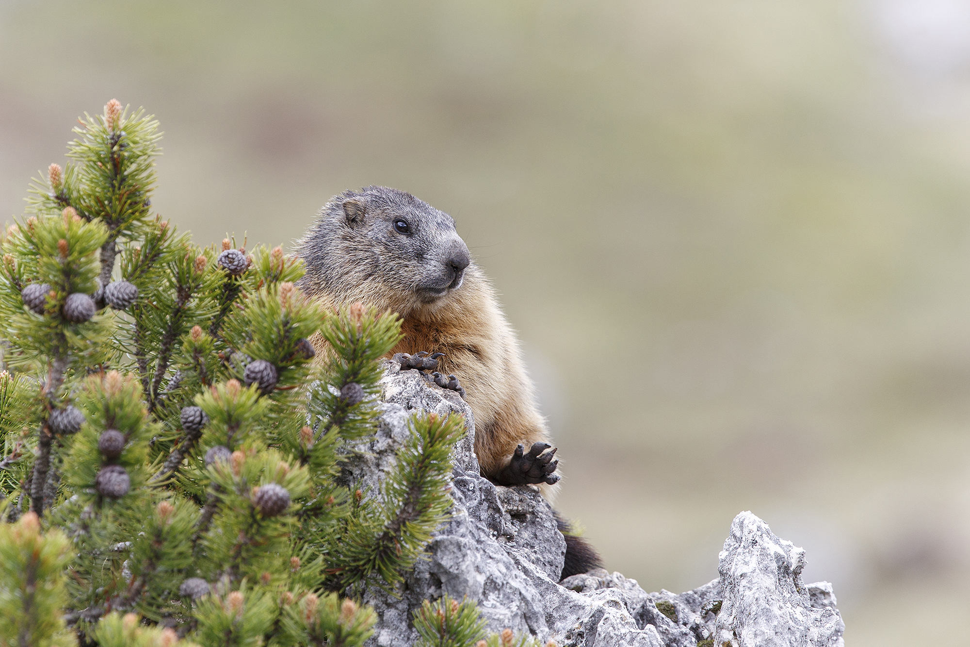 Marmot