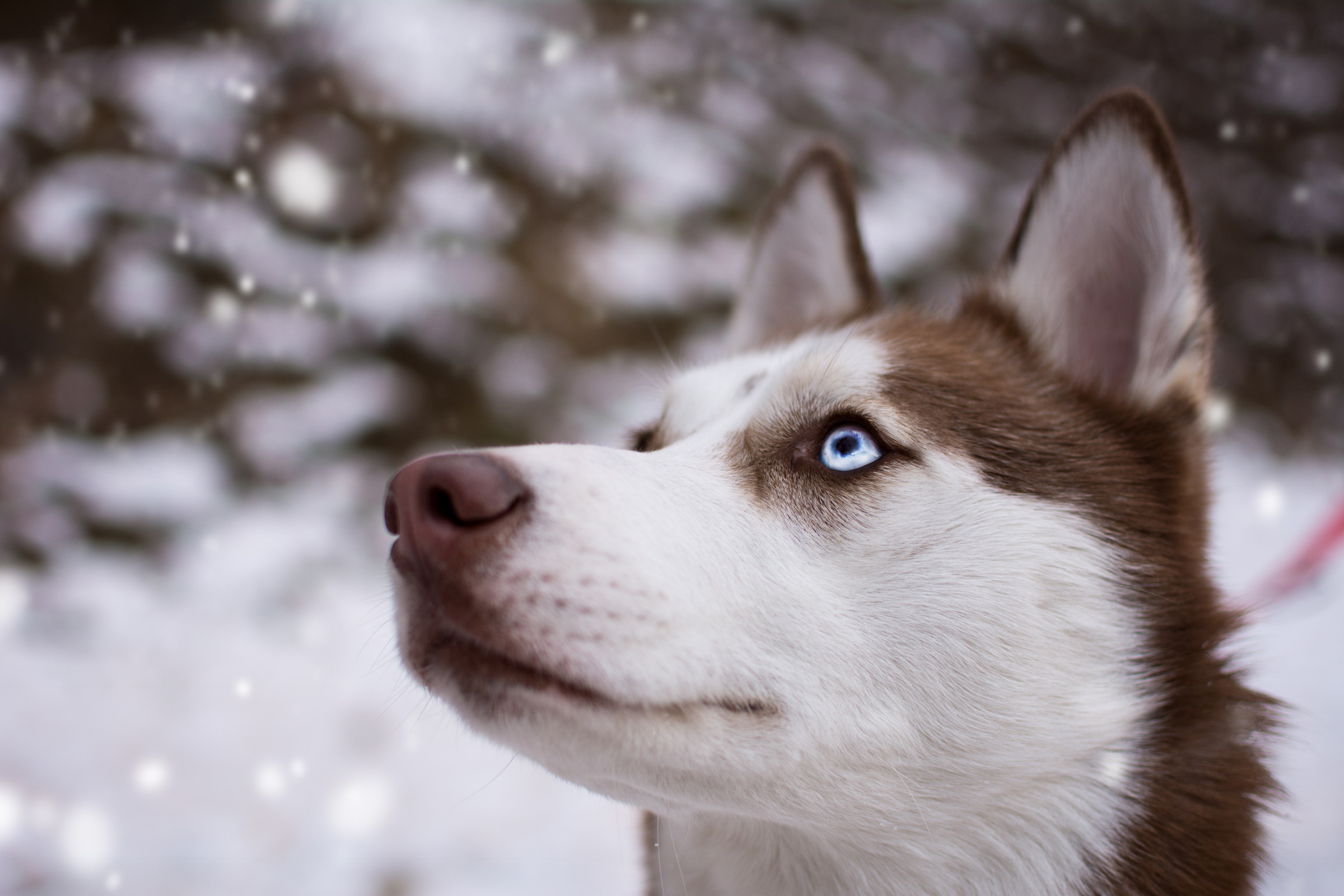 My Siberian Husky Zoe