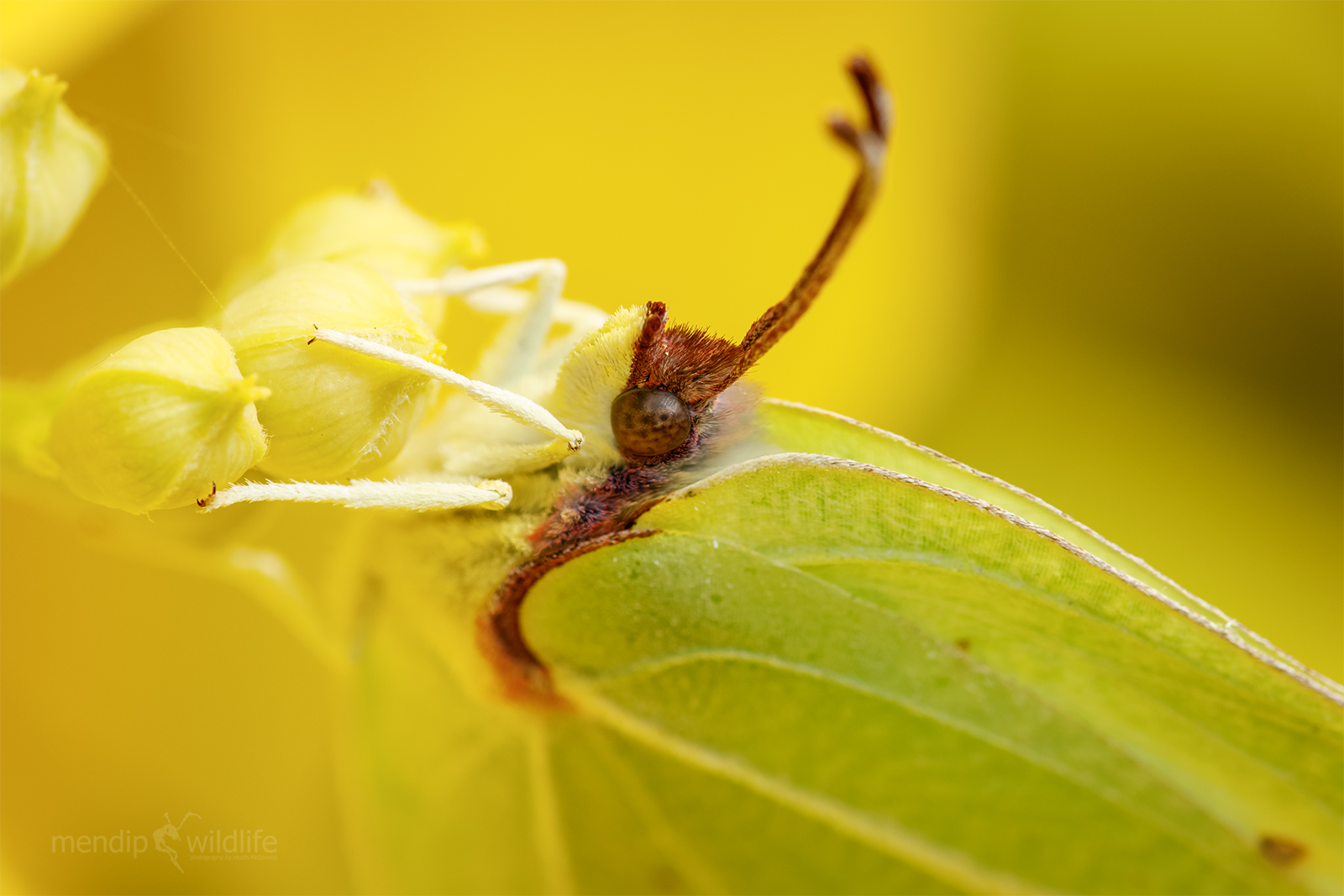 Brimstone - Gonepteryx rhamni