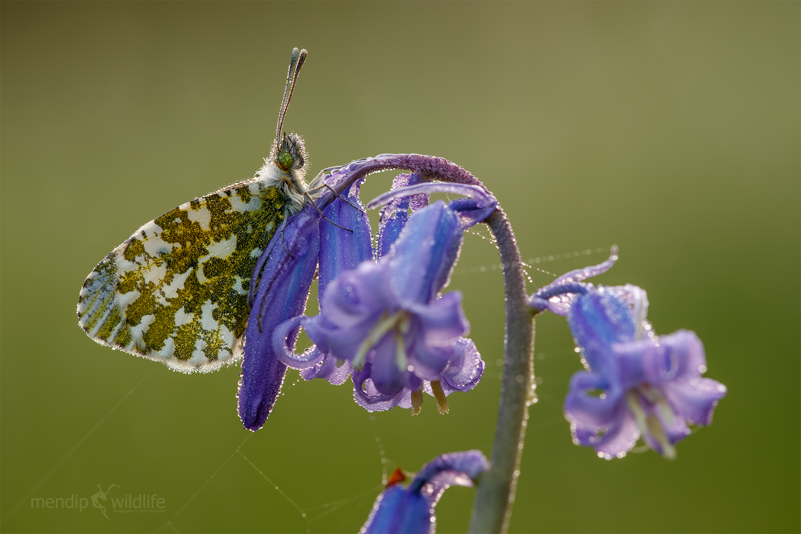 Punta arancione - cardamine di Anthocaris
